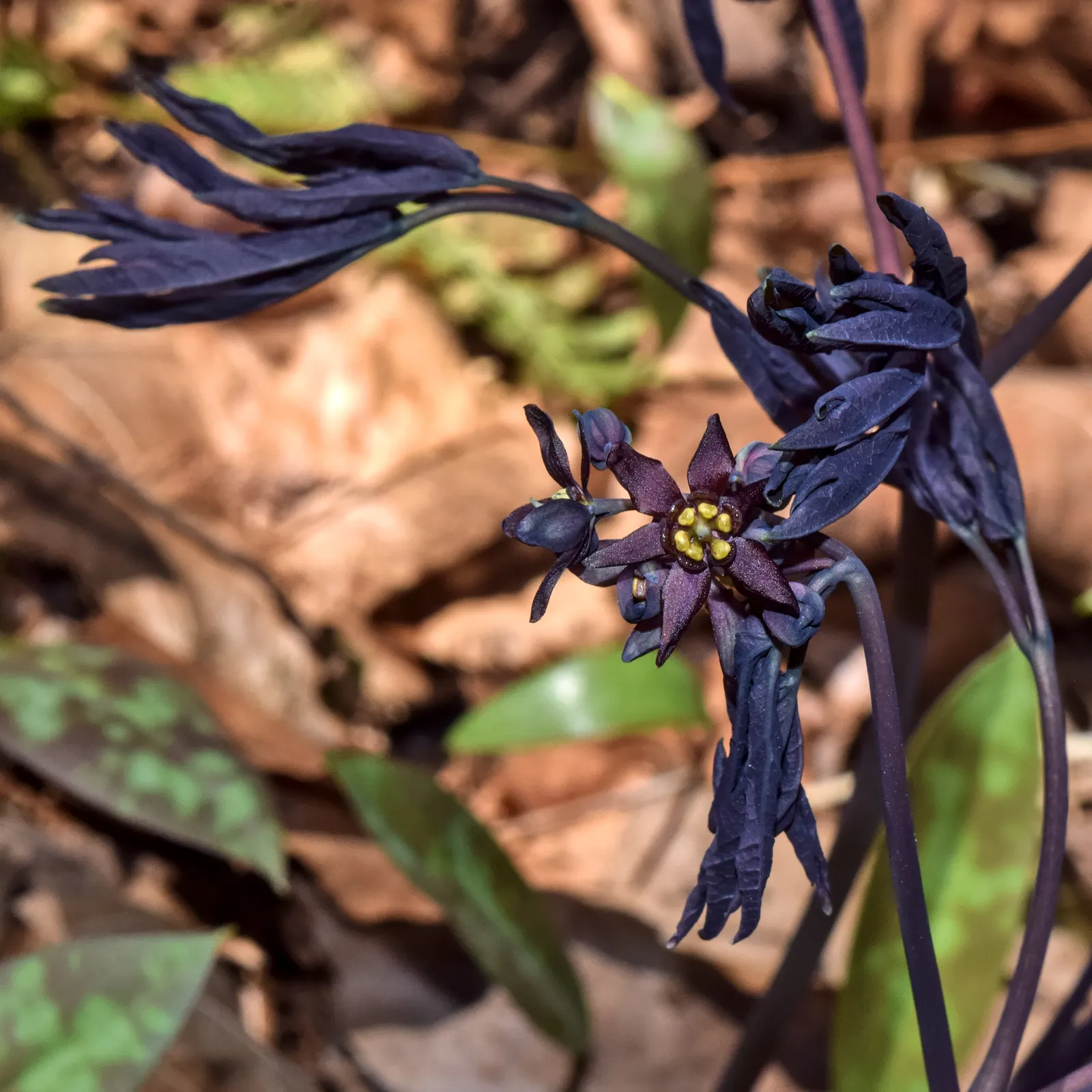 Blue Cohosh (Caulophyllum Thalictroides) — The leaves are biternate and compound; green and yellow flowers in the garden, image 79