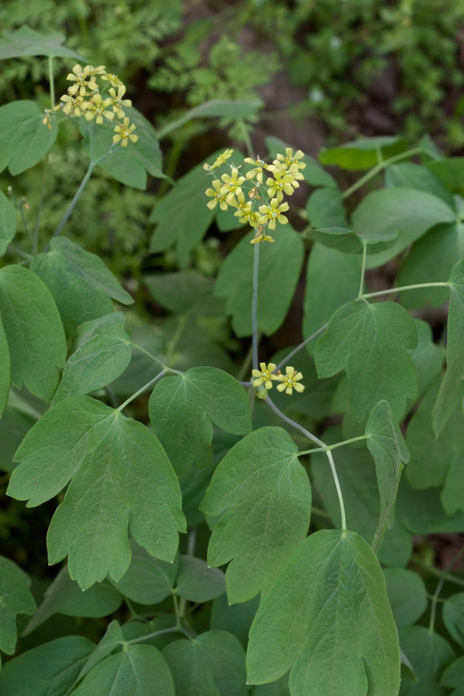 Blue Cohosh (Caulophyllum Thalictroides) — The leaves are biternate and compound; green and yellow flowers in the garden