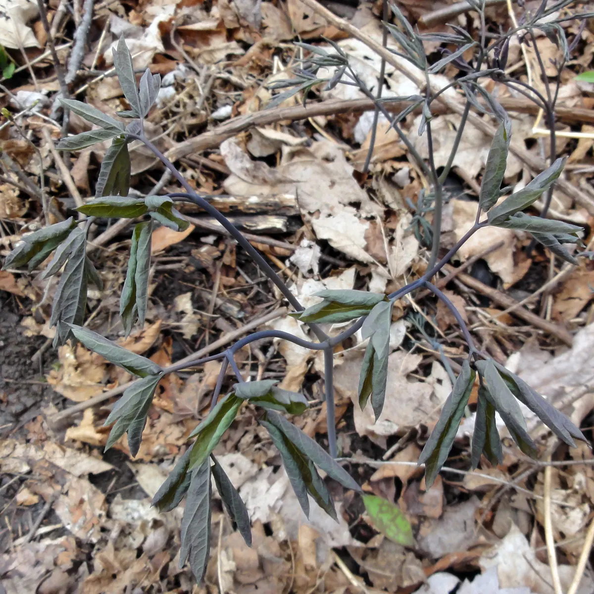 Blue Cohosh (Caulophyllum Thalictroides) — emerging with a purplish tint in spring and maturing to blue-green as the season progresses; it requires, image 57