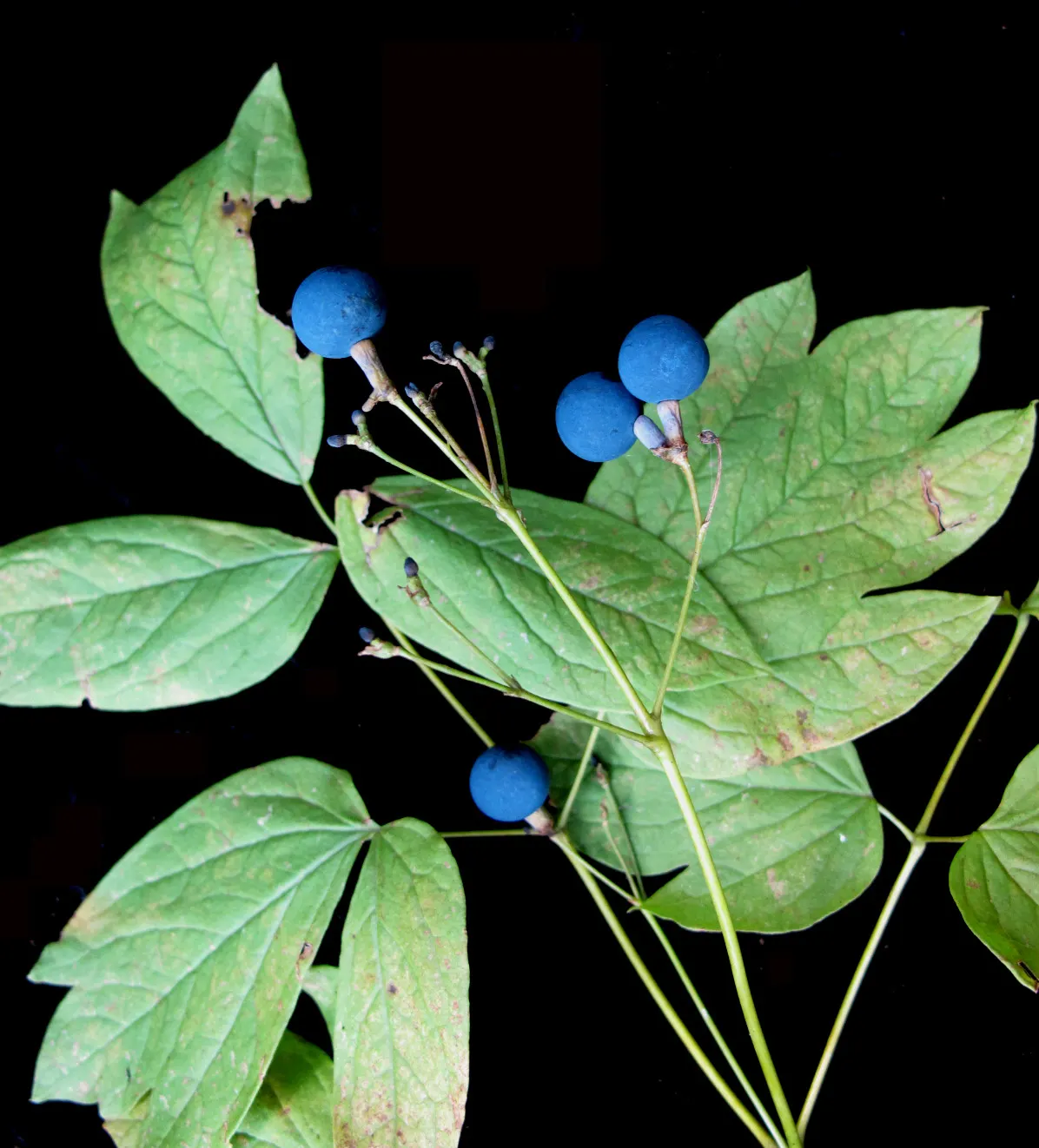 Blue Cohosh (Caulophyllum Thalictroides) — attracting pollinators and underpinning biodiversity