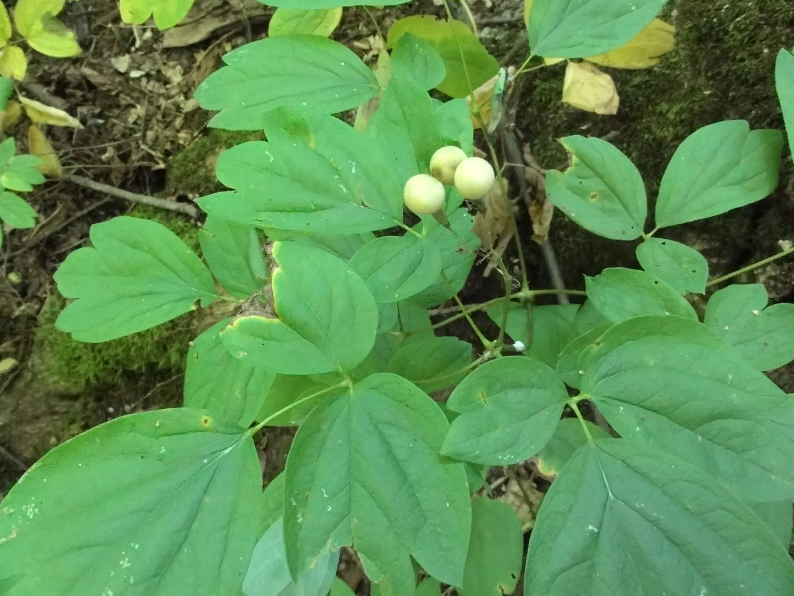 Blue Cohosh (Caulophyllum Thalictroides) — It requires rich, moist soil and prefers a spot with dappled sunlight to full shade; blue Cohosh is, image 51