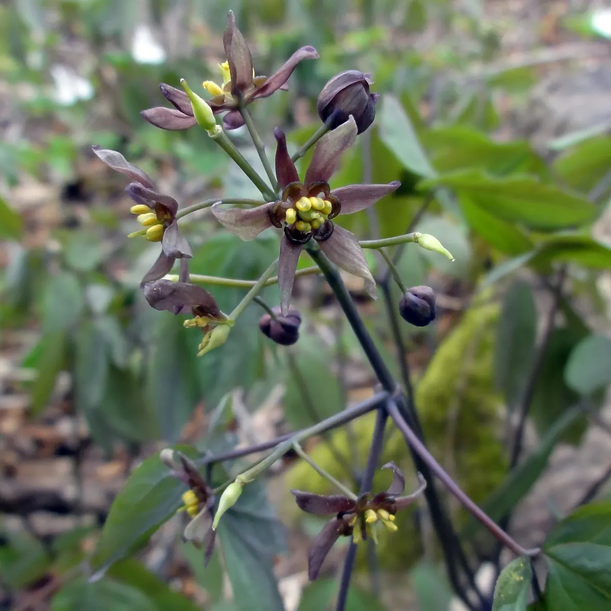 Blue Cohosh (Caulophyllum Thalictroides) — The plant boasts blueberry-like seeds in late summer, adding interest