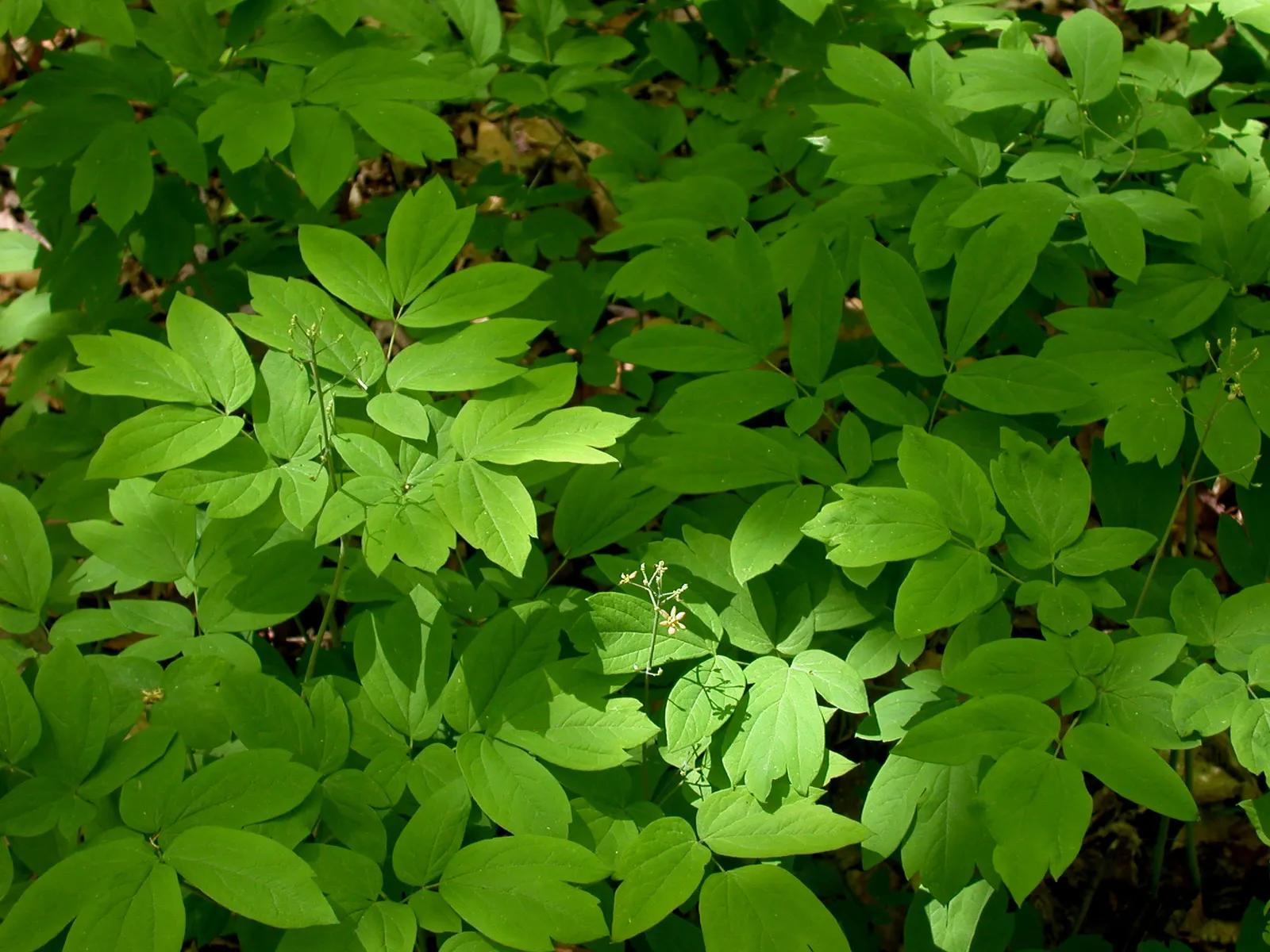 Blue Cohosh (Caulophyllum Thalictroides) — Blue Cohosh is perfectly suited for understory compositions in hardiness zones 3 through 8; attracting pollinators