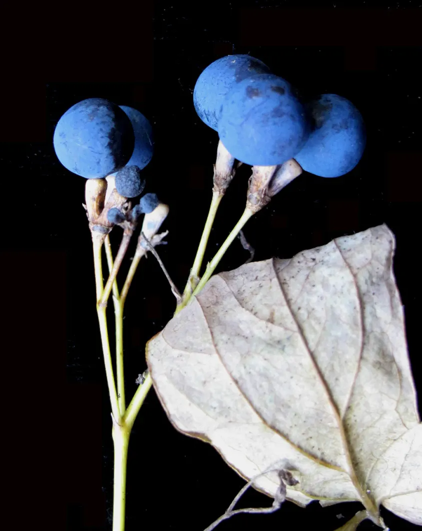 Blue Cohosh (Caulophyllum Thalictroides) — The leaves are biternate and compound; green and yellow flowers in the garden, image 56