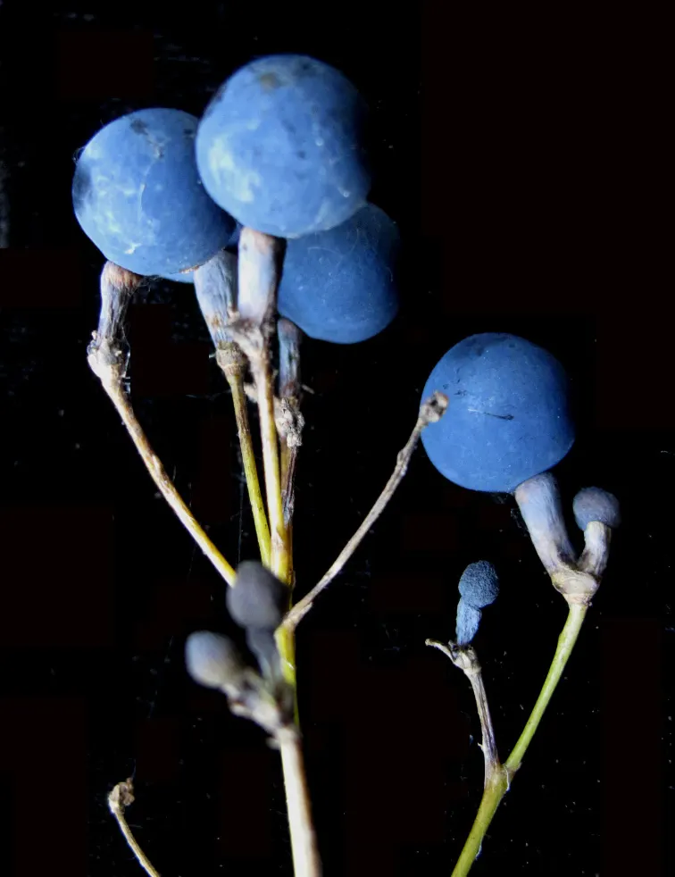 Blue Cohosh (Caulophyllum Thalictroides) — Blue Cohosh is perfectly suited for understory compositions in hardiness zones 3 through 8