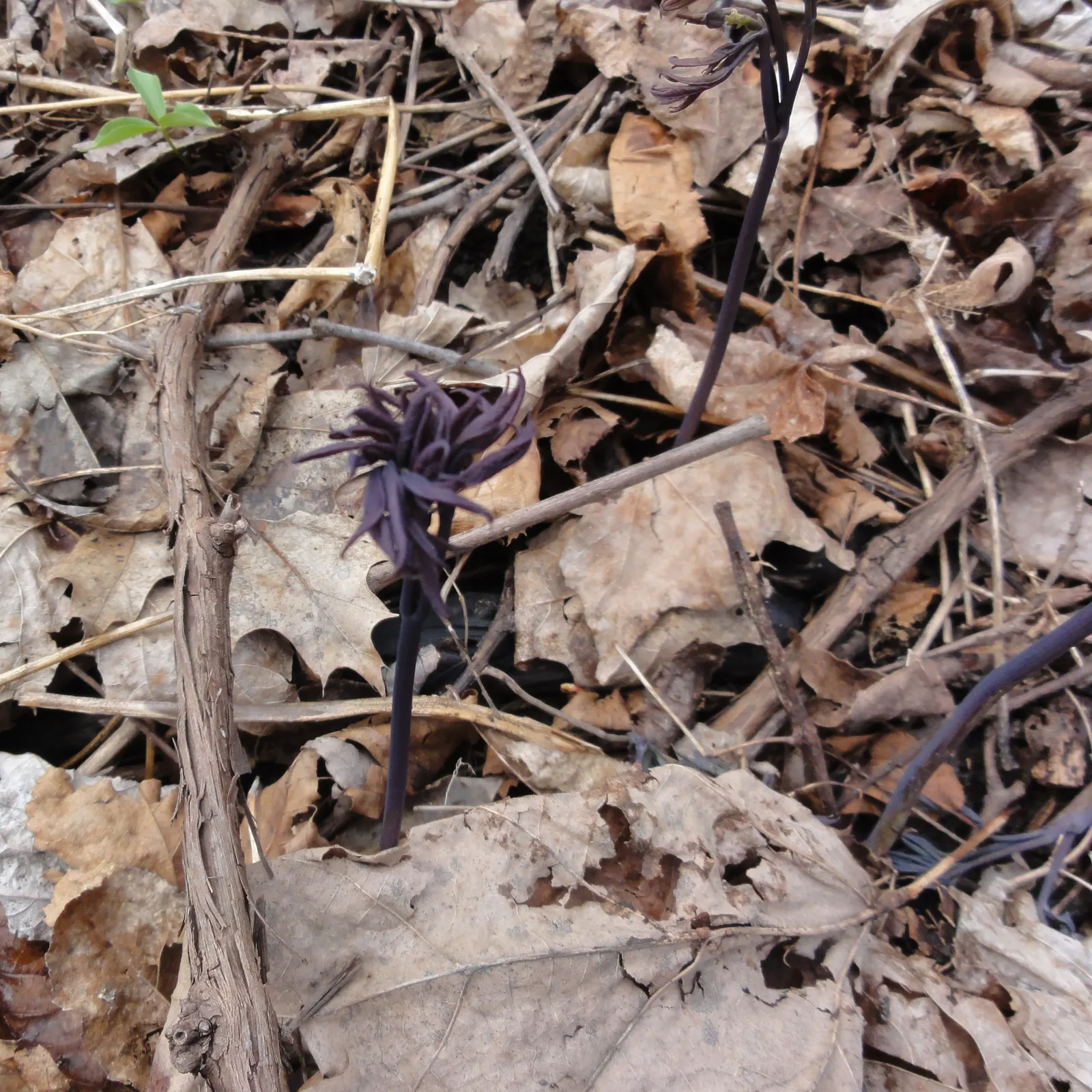 Blue Cohosh (Caulophyllum Thalictroides) — Blue Cohosh, Caulophyllum thalictroides, is a shade-loving perennial native to woodland areas; the plant, image 47