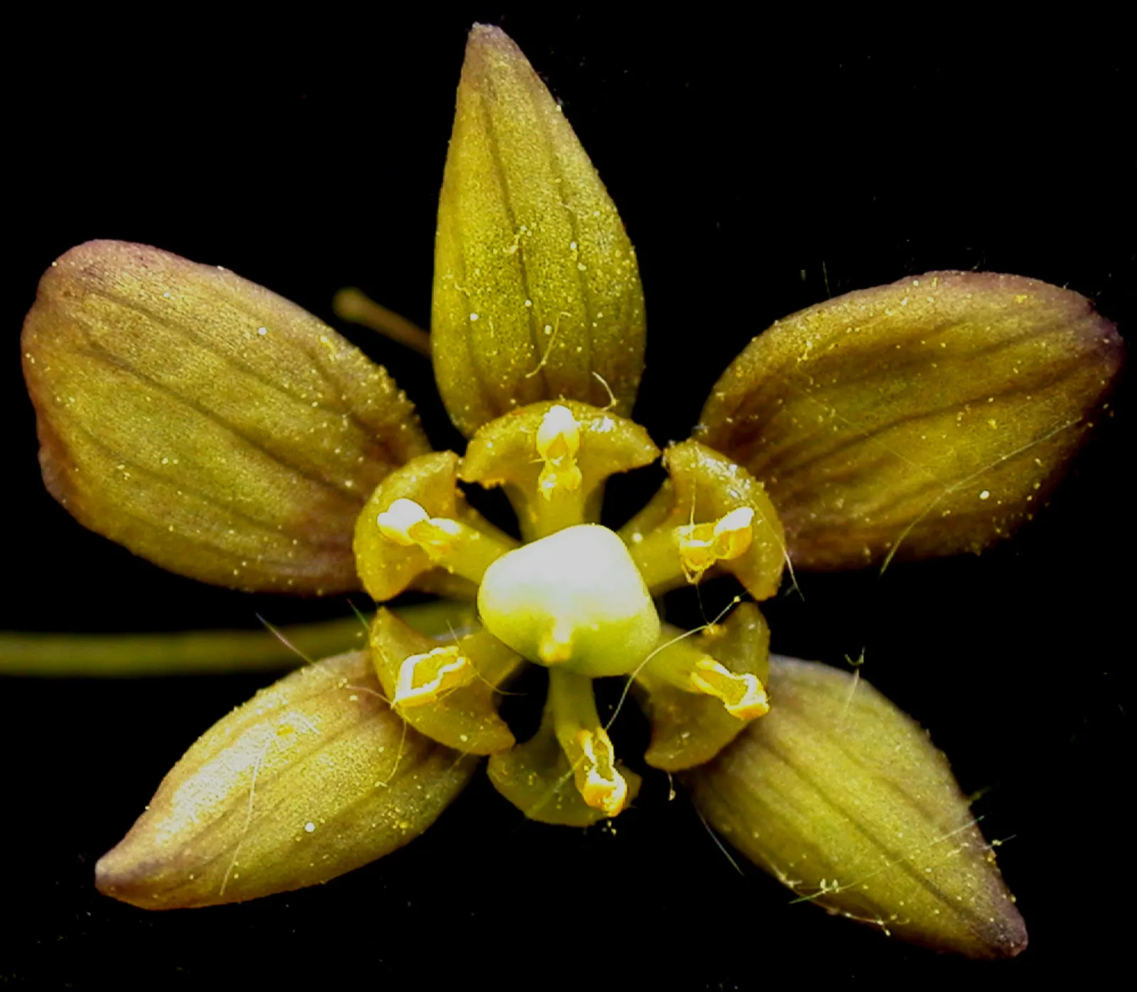 Blue Cohosh (Caulophyllum Thalictroides) — scientifically named Caulophyllum thalictroides; they give way to eye-catching