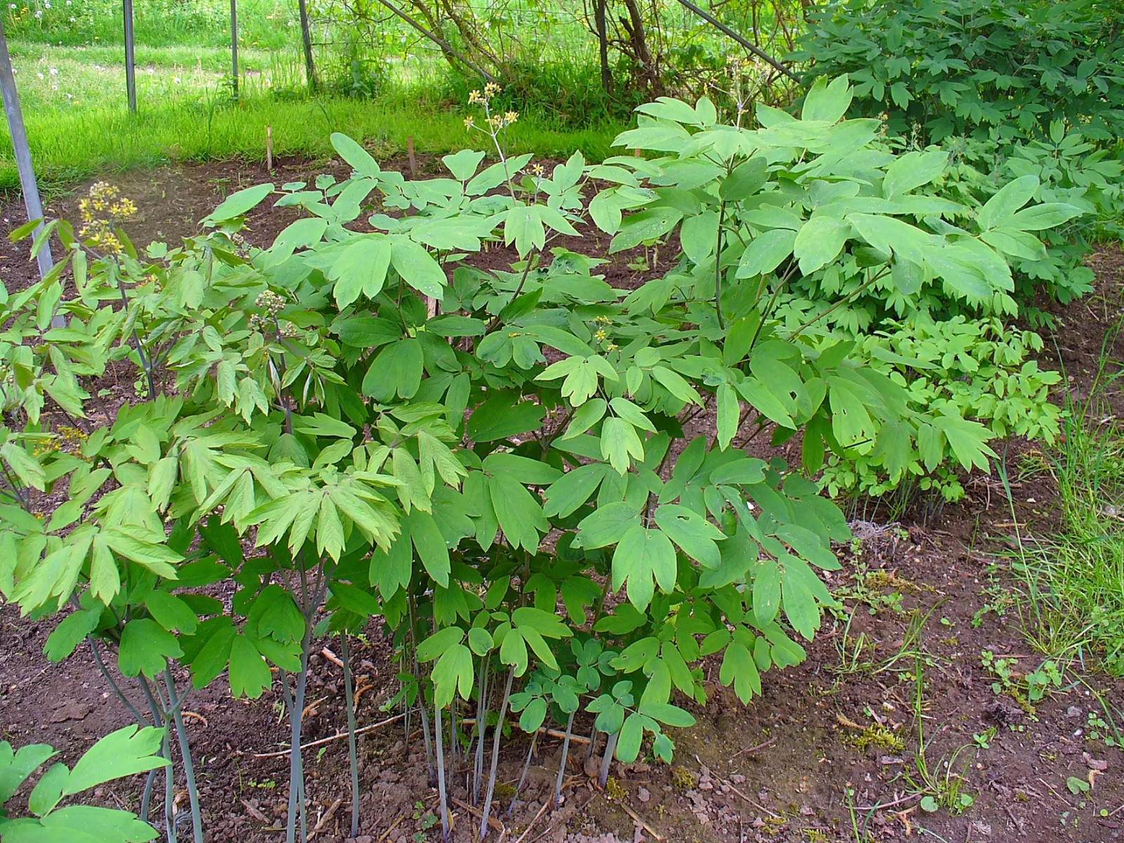 Blue Cohosh (Caulophyllum Thalictroides) — yellow-green to brown flowers in early spring; blue Cohosh should be planted in partial to full shade, image 72