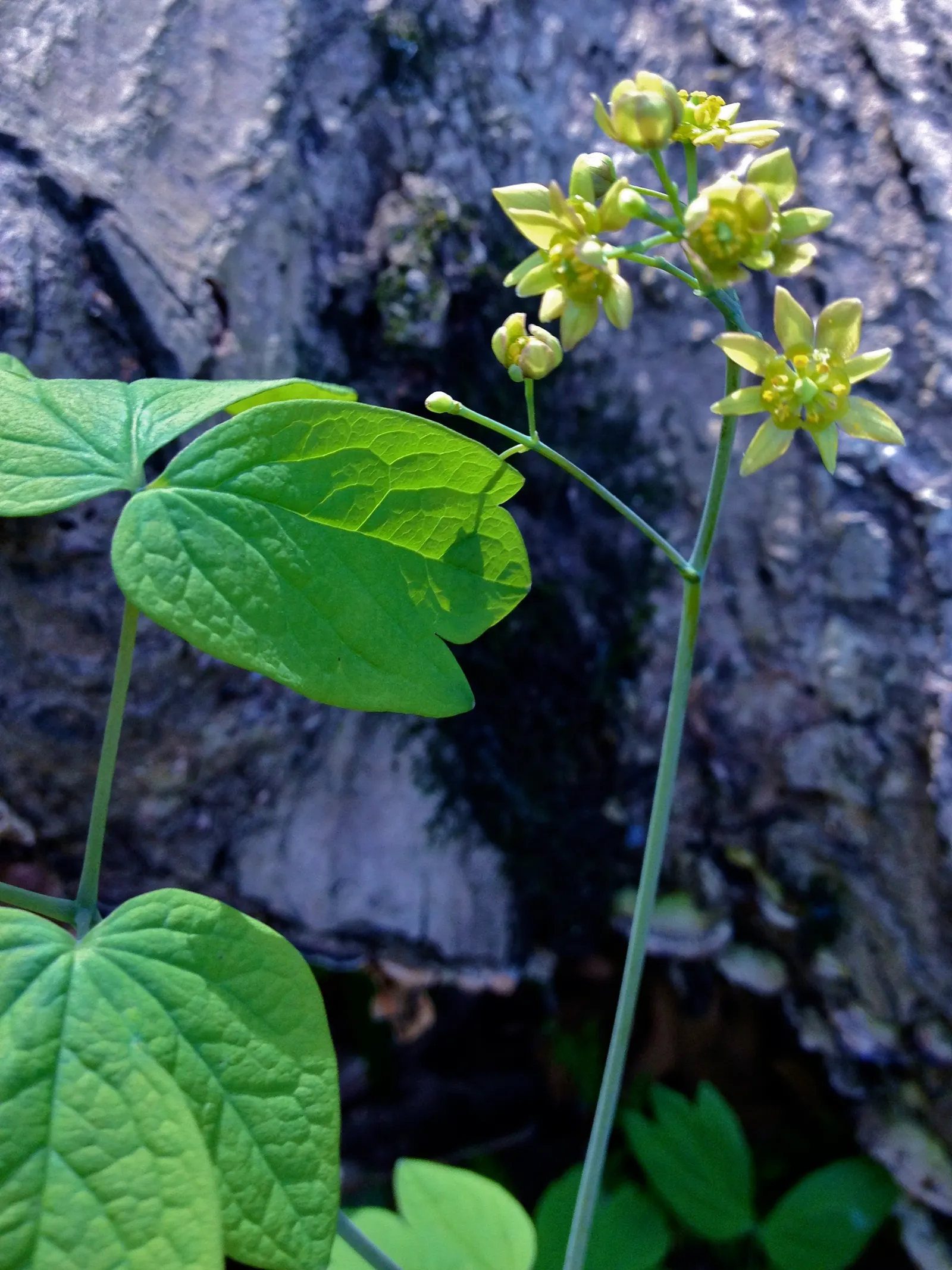 Blue Cohosh (Caulophyllum Thalictroides) — deep blue berries in late summer that stand out against the autumn-hued leaves.<br><br>For optimal growth
