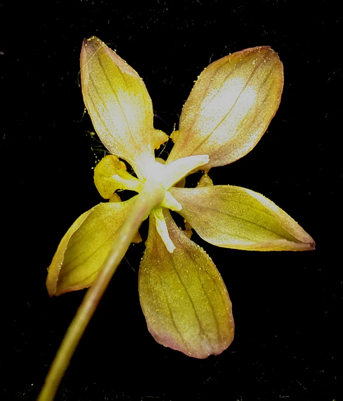 Blue Cohosh (Caulophyllum Thalictroides) — receiving protection from the harsh afternoon sun - an ideal choice for wooded areas or north-facing, image 65