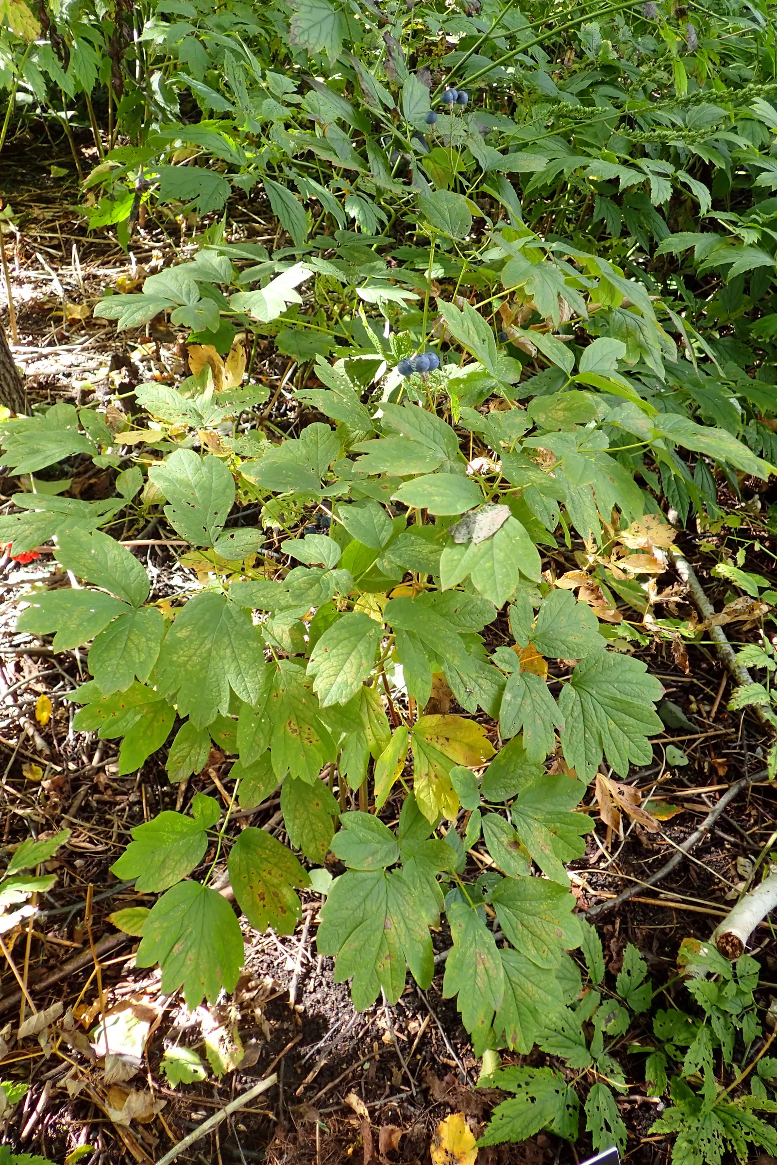Blue Cohosh (Caulophyllum Thalictroides) — perennial for half or shade; it requires moderate moisture, with about 1 inch of water weekly, more so if rainfall