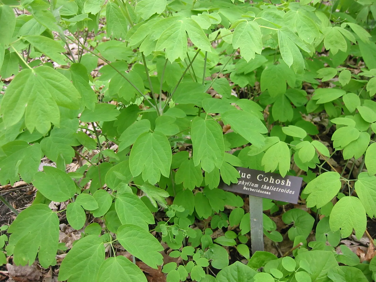 Blue Cohosh (Caulophyllum Thalictroides) — Embraced by landscape enthusiasts for its blue-green foliage and striking seed pods