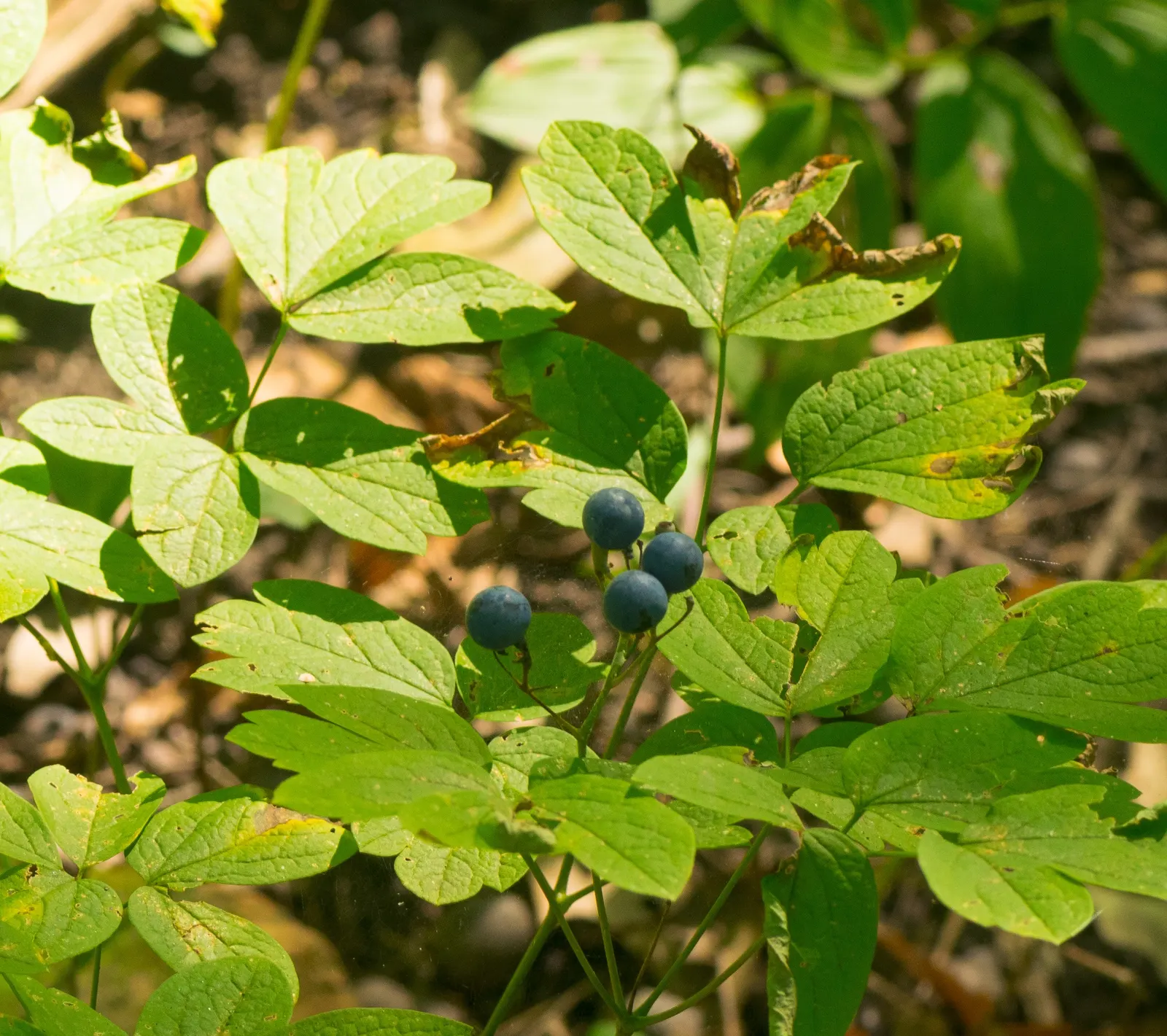 Blue Cohosh (Caulophyllum Thalictroides) — Although the blooms are somewhat inconspicuous