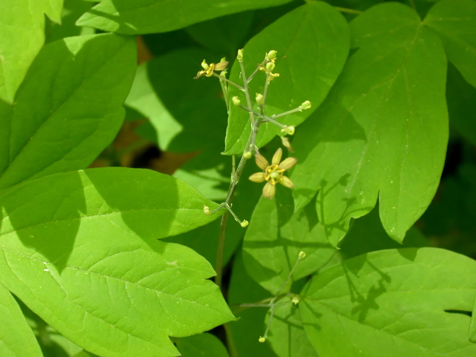 Blue Cohosh (Caulophyllum Thalictroides) — attracting pollinators and underpinning biodiversity; yellow-green to brown flowers in early spring, image 60