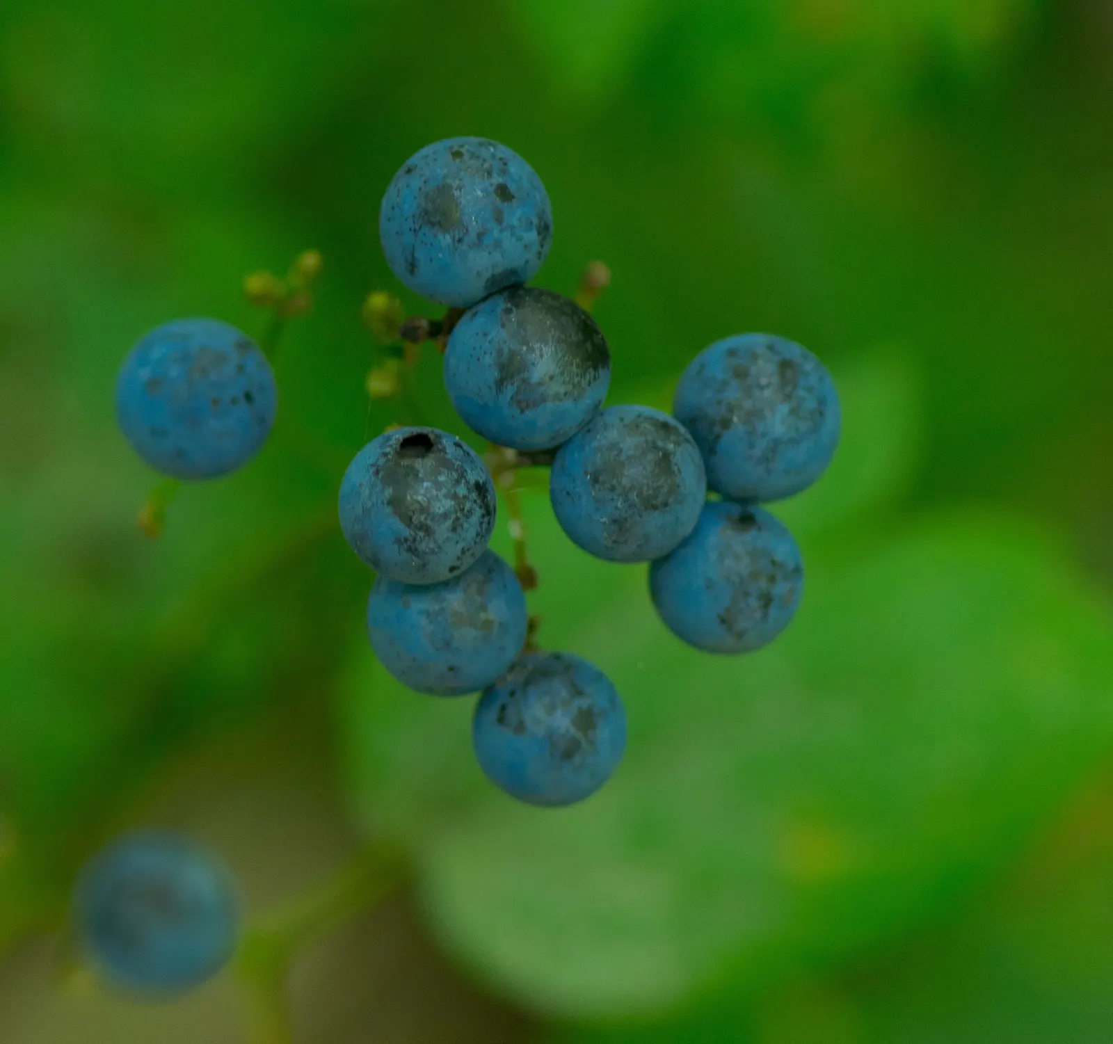 Blue Cohosh (Caulophyllum Thalictroides) — Blue Cohosh should be planted in partial to full shade