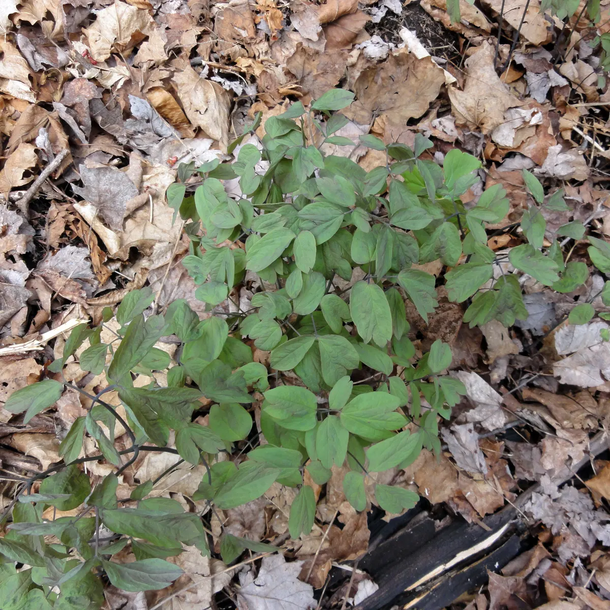 Blue Cohosh (Caulophyllum Thalictroides) — is a perennial woodland plant native to eastern North America; perennial for half or shade, image 53
