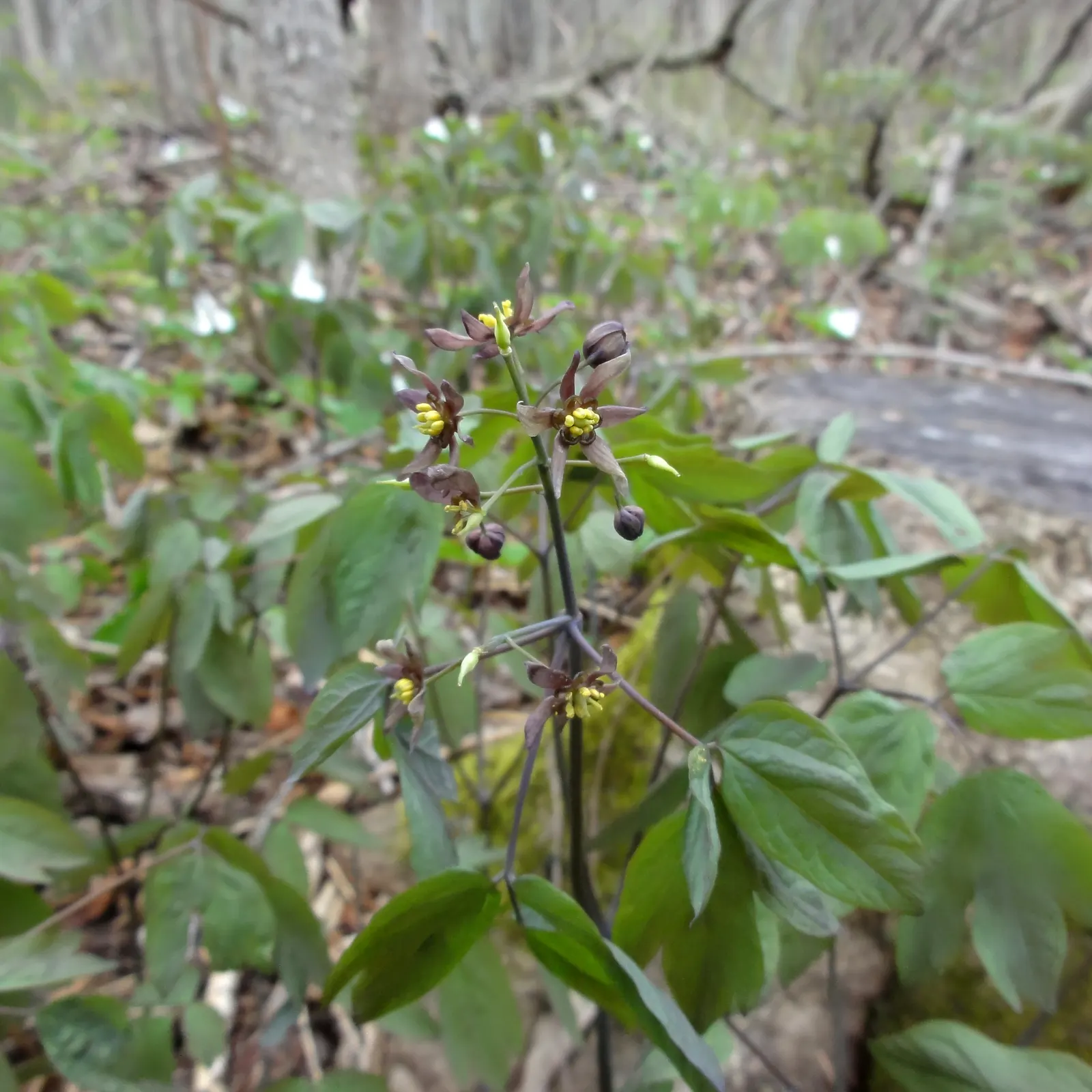 Blue Cohosh (Caulophyllum Thalictroides) — is a perennial woodland plant native to eastern North America; perennial for half or shade, image 76