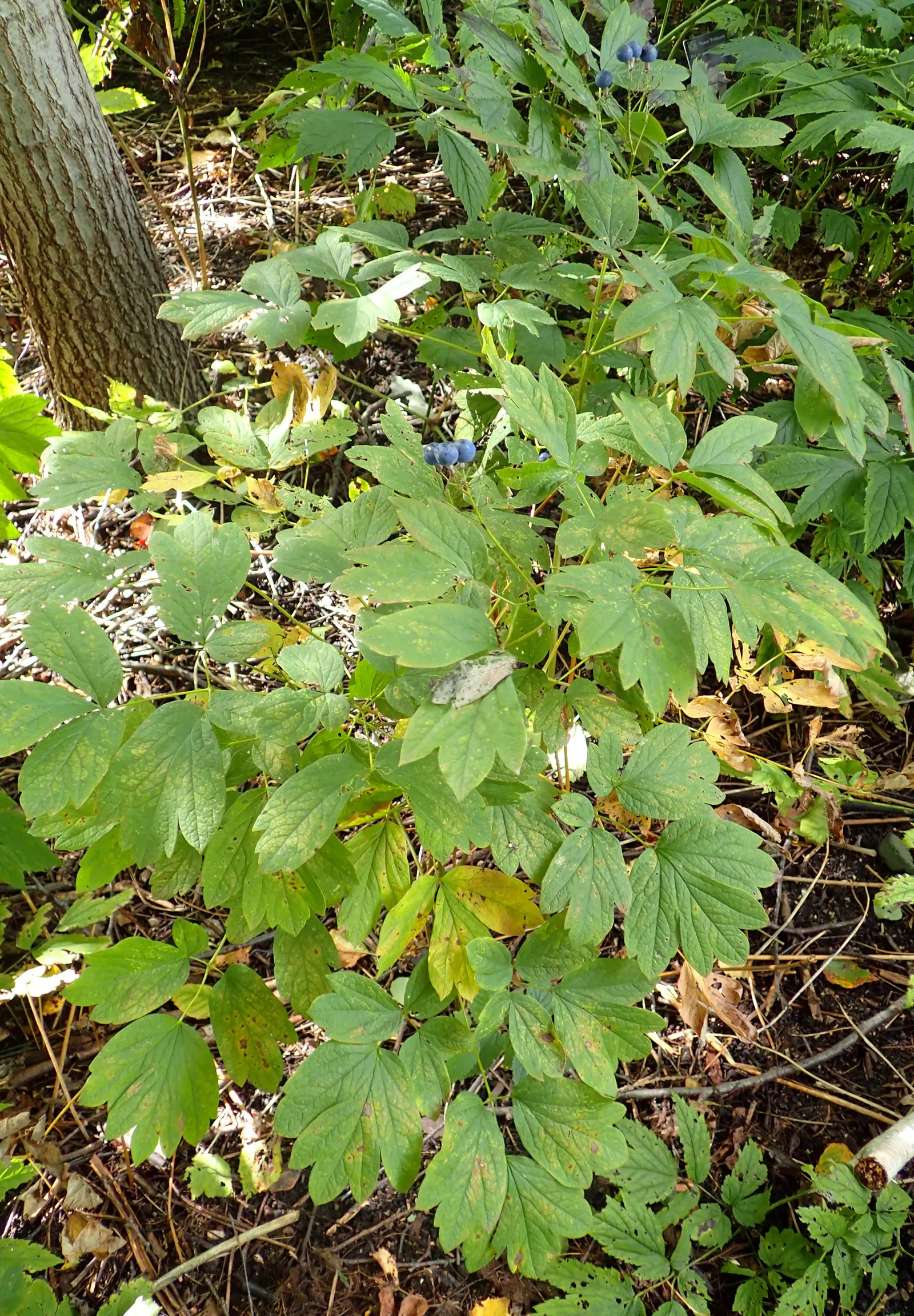 Blue Cohosh (Caulophyllum Thalictroides) — lacy blue-green foliage reaching up to 3 feet tall; emerging with a purplish tint in spring and maturing to