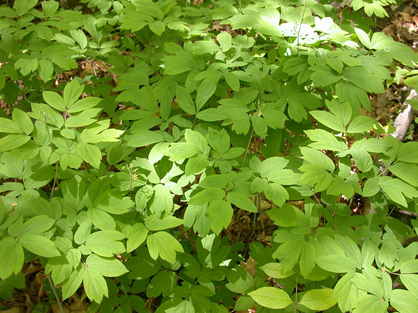 Blue Cohosh (Caulophyllum Thalictroides) — It requires moderate moisture, with about 1 inch of water weekly, more so if rainfall is insufficient, image 66