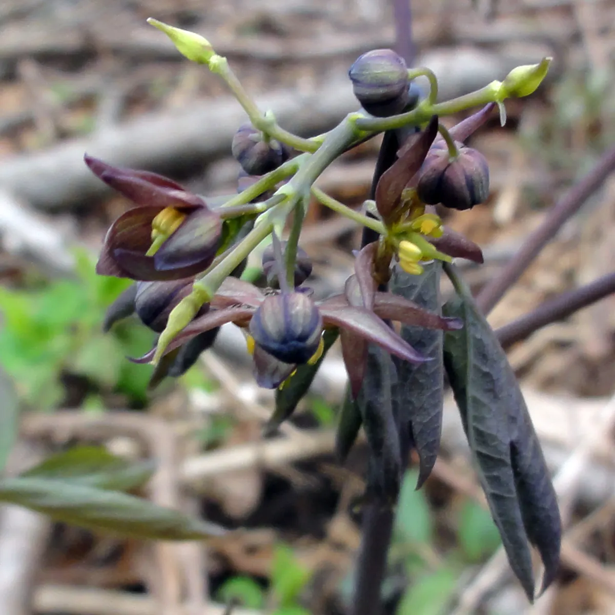 Blue Cohosh (Caulophyllum Thalictroides) — yellow-green flowers appear above the foliage canopy; receiving protection from the harsh afternoon sun - an ideal