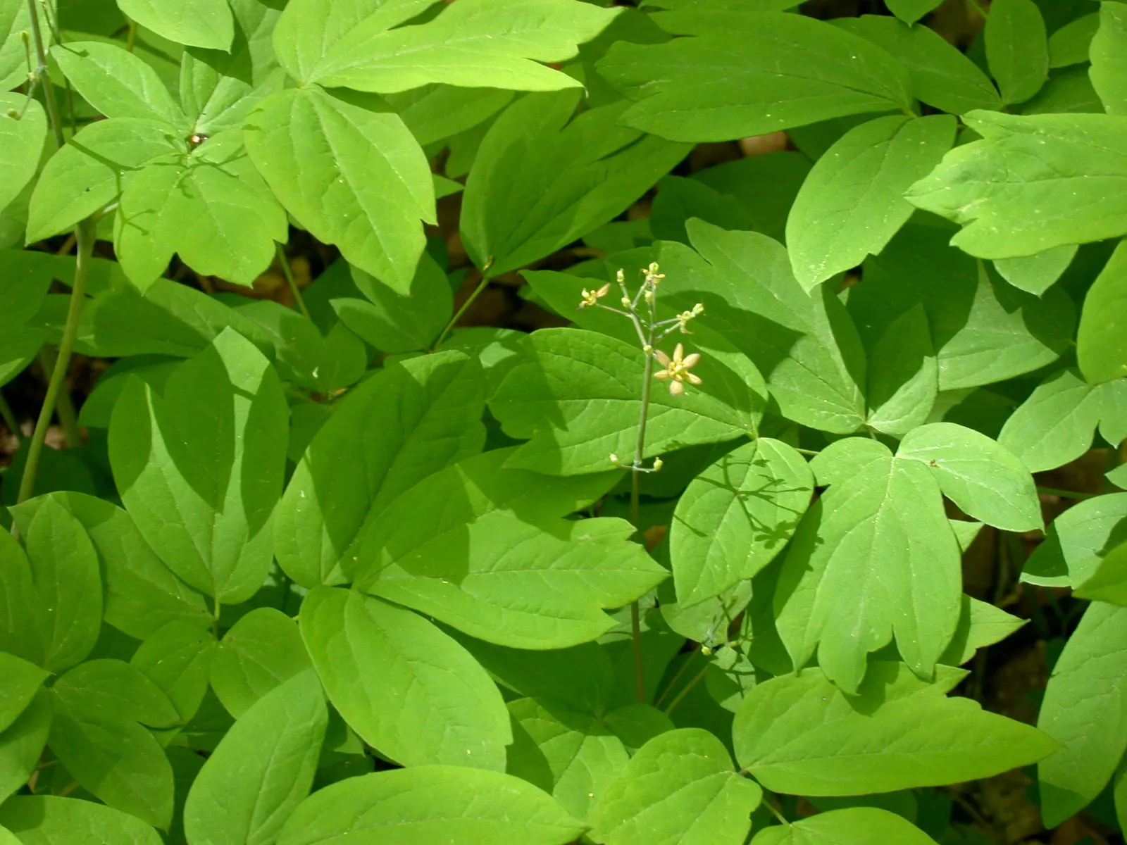 Blue Cohosh (Caulophyllum Thalictroides) — scientifically named Caulophyllum thalictroides; they give way to eye-catching, image 75