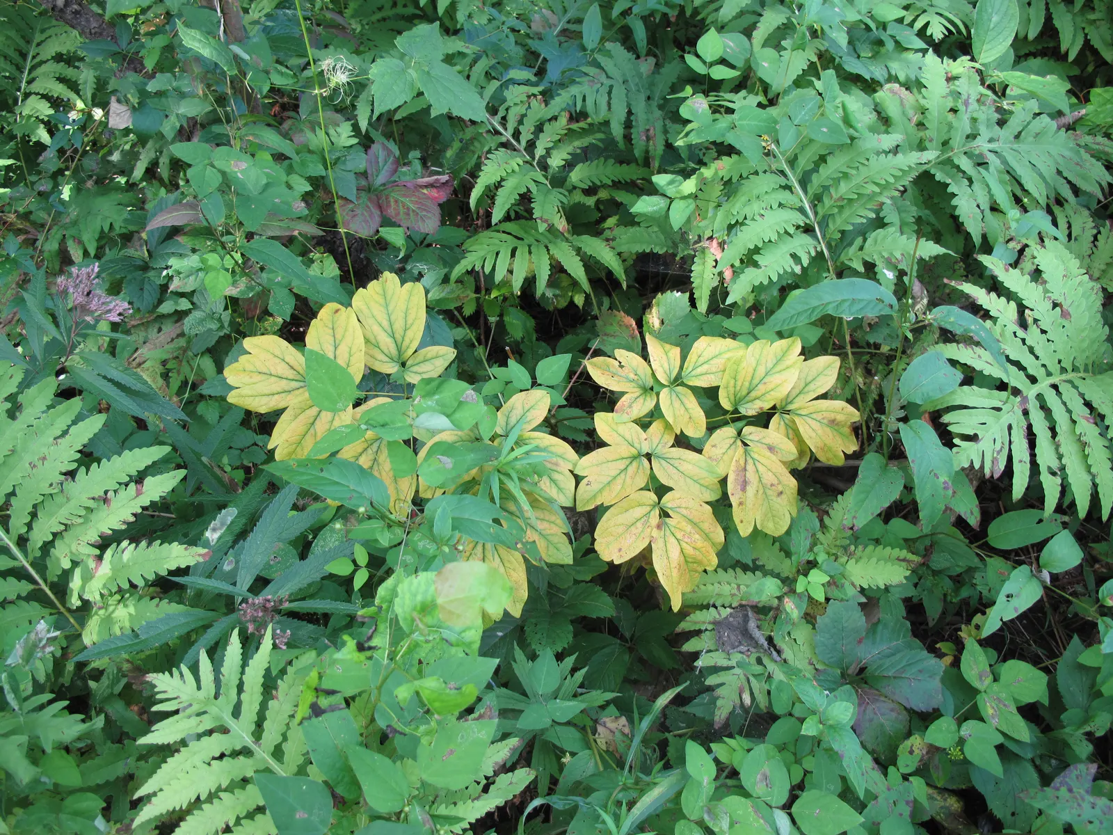 Blue Cohosh (Caulophyllum Thalictroides) — It requires rich, moist soil and prefers a spot with dappled sunlight to full shade; blue Cohosh is, image 74