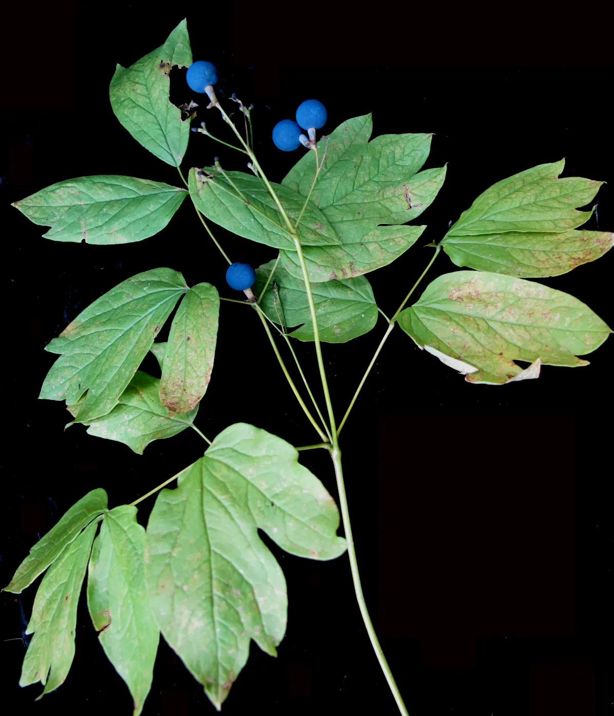 Blue Cohosh (Caulophyllum Thalictroides) — perennial for half or shade; it requires moderate moisture, with about 1 inch of water weekly, more so, image 69