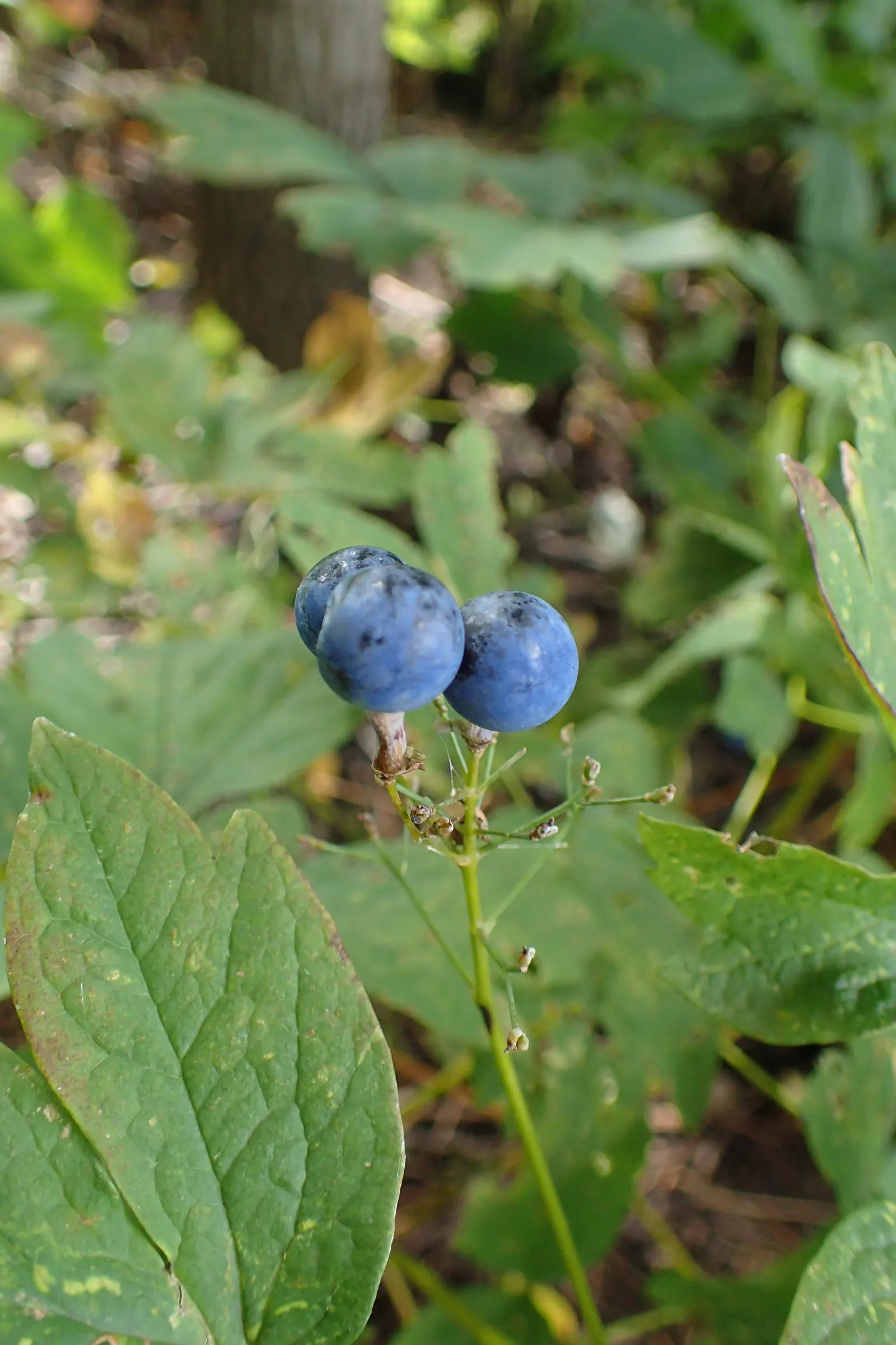 Blue Cohosh (Caulophyllum Thalictroides) — Blue Cohosh, Caulophyllum thalictroides, is a shade-loving perennial native to woodland areas