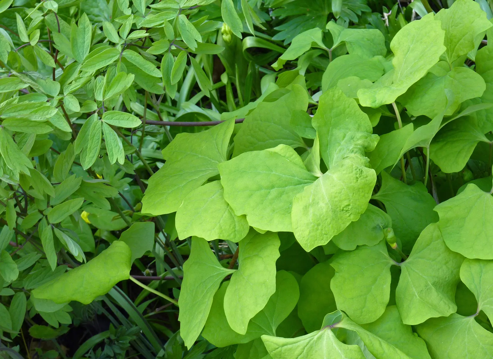 Blue Cohosh (Caulophyllum Thalictroides) — yellow-green flowers appear above the foliage canopy