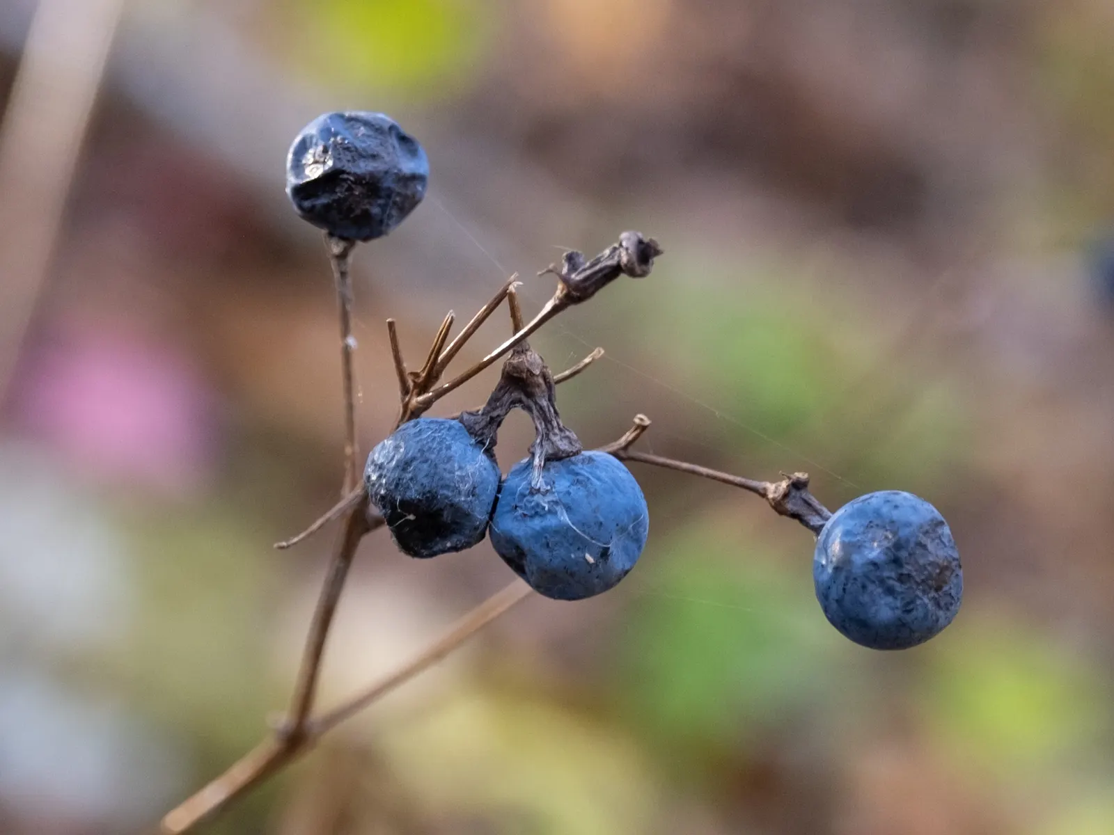 Blue Cohosh (Caulophyllum Thalictroides) — It requires moderate moisture, with about 1 inch of water weekly, more so if rainfall is insufficient; perennial