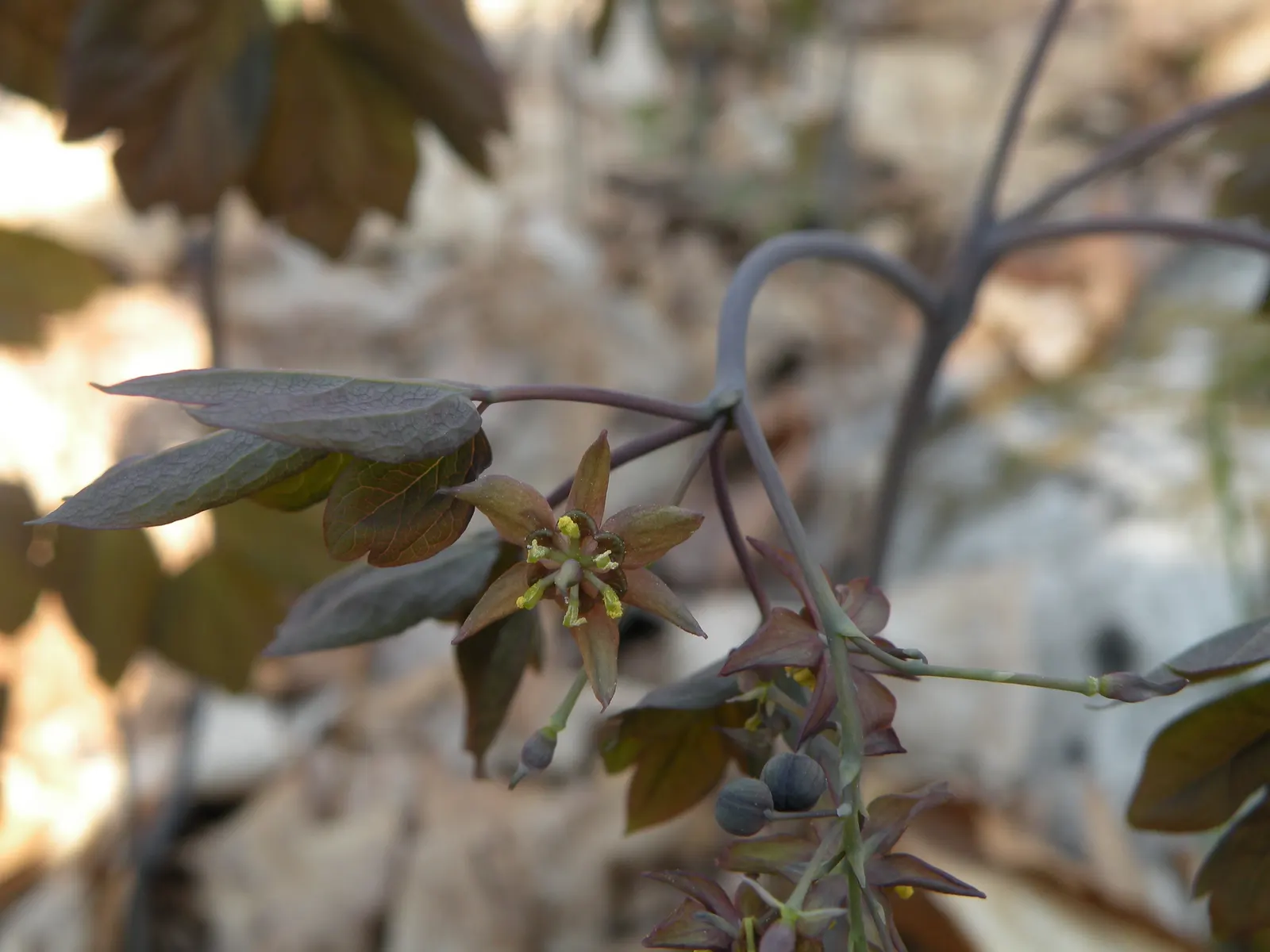 Blue Cohosh (Caulophyllum Thalictroides) — Blue Cohosh should be planted in partial to full shade; embraced by landscape enthusiasts for its, image 64