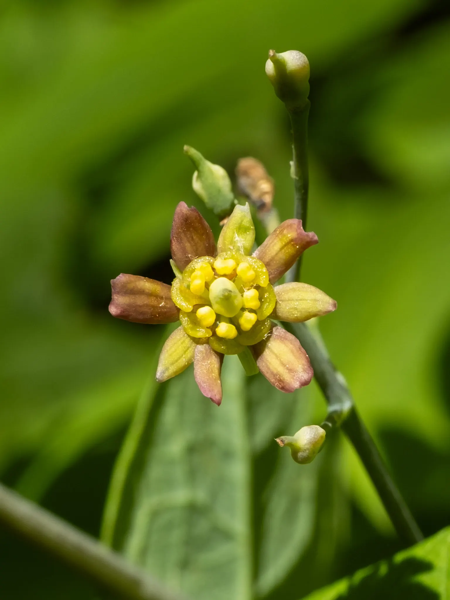 Blue Cohosh (Caulophyllum Thalictroides) — This species prefers well-draining, image 58