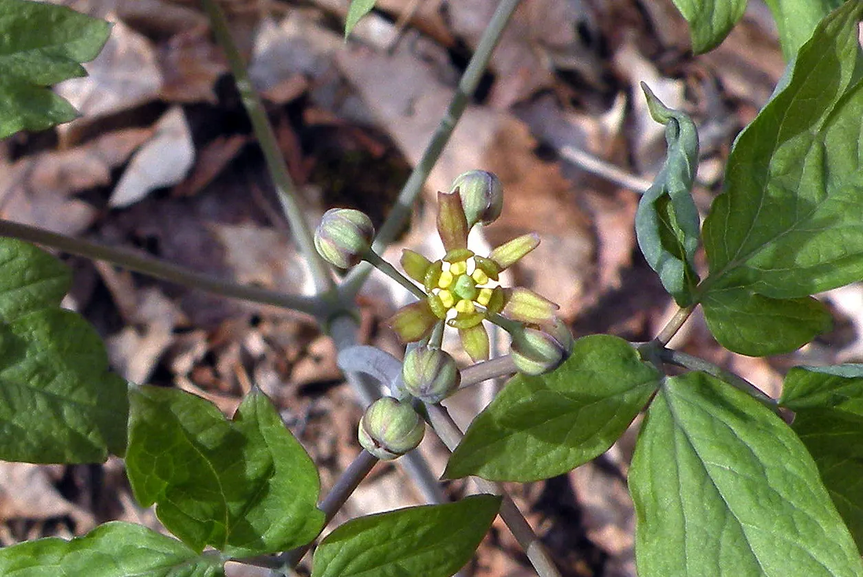 Blue Cohosh (Caulophyllum Thalictroides) — yellow-green to brown flowers in early spring