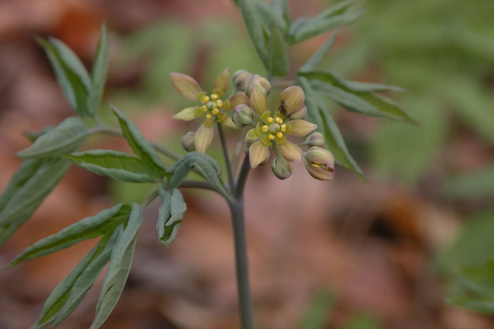 Blue Cohosh (Caulophyllum Thalictroides) — scientifically named Caulophyllum thalictroides