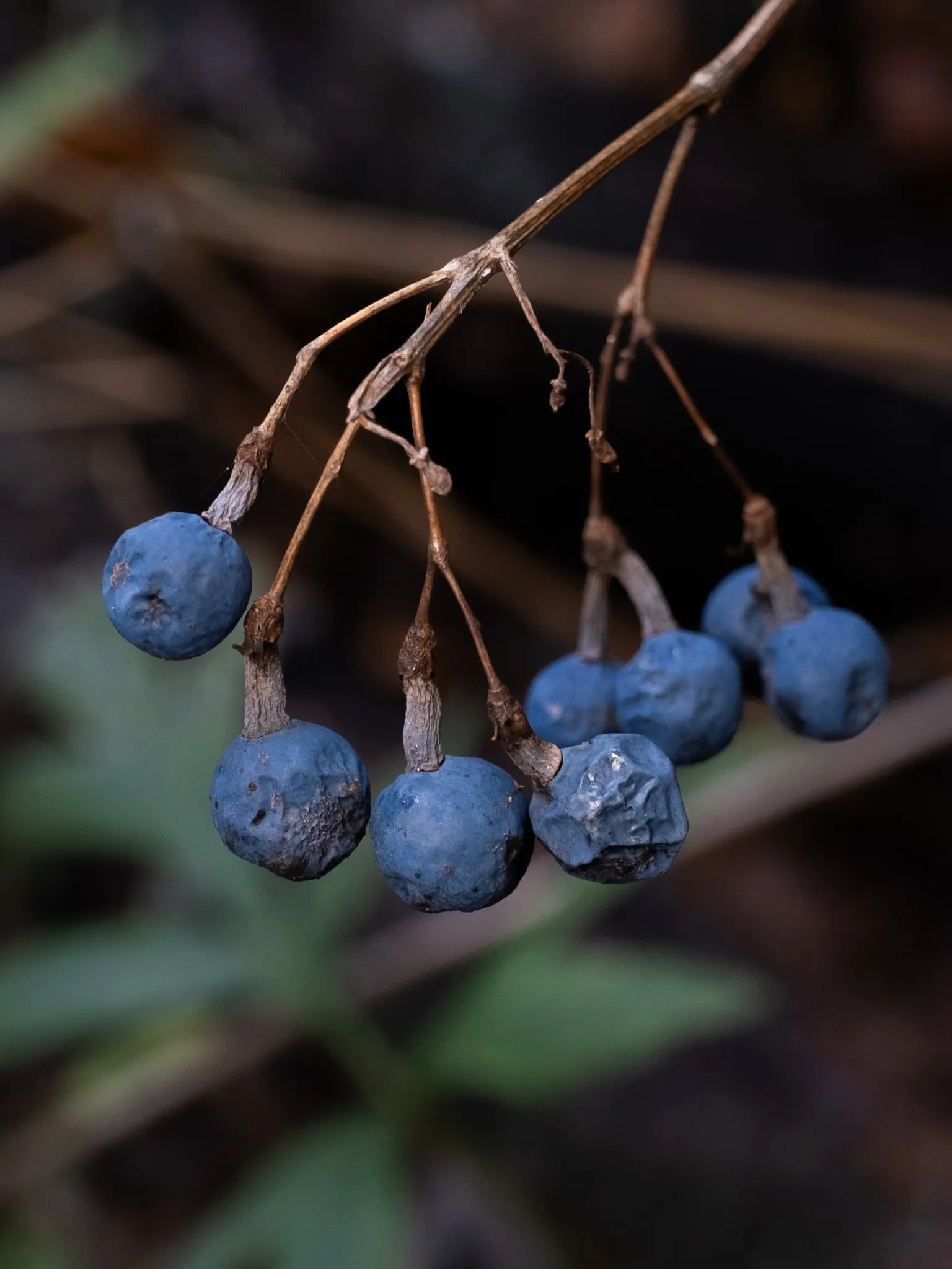 Blue Cohosh (Caulophyllum Thalictroides) — receiving protection from the harsh afternoon sun - an ideal choice for wooded areas or north-facing, image 42