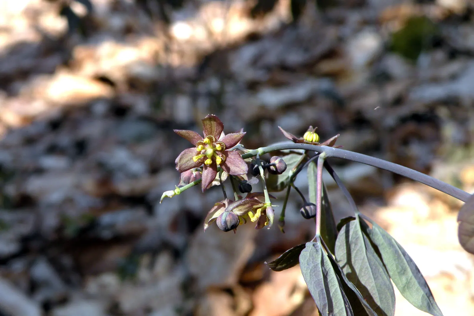Blue Cohosh (Caulophyllum Thalictroides) — yellow-green flowers appear above the foliage canopy; receiving protection from the harsh afternoon sun, image 59