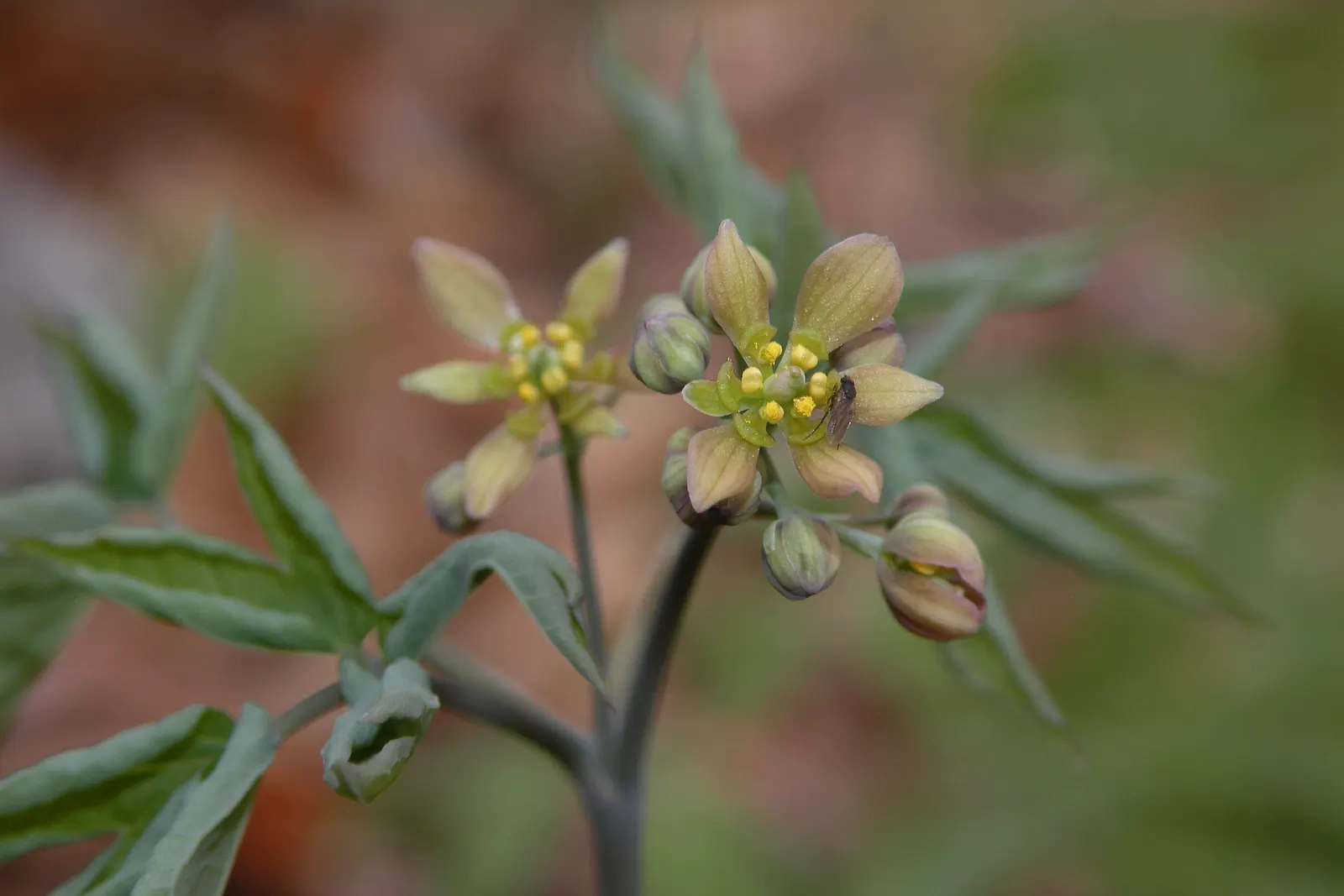 Blue Cohosh (Caulophyllum Thalictroides) — attracting pollinators and underpinning biodiversity; yellow-green to brown flowers in early spring