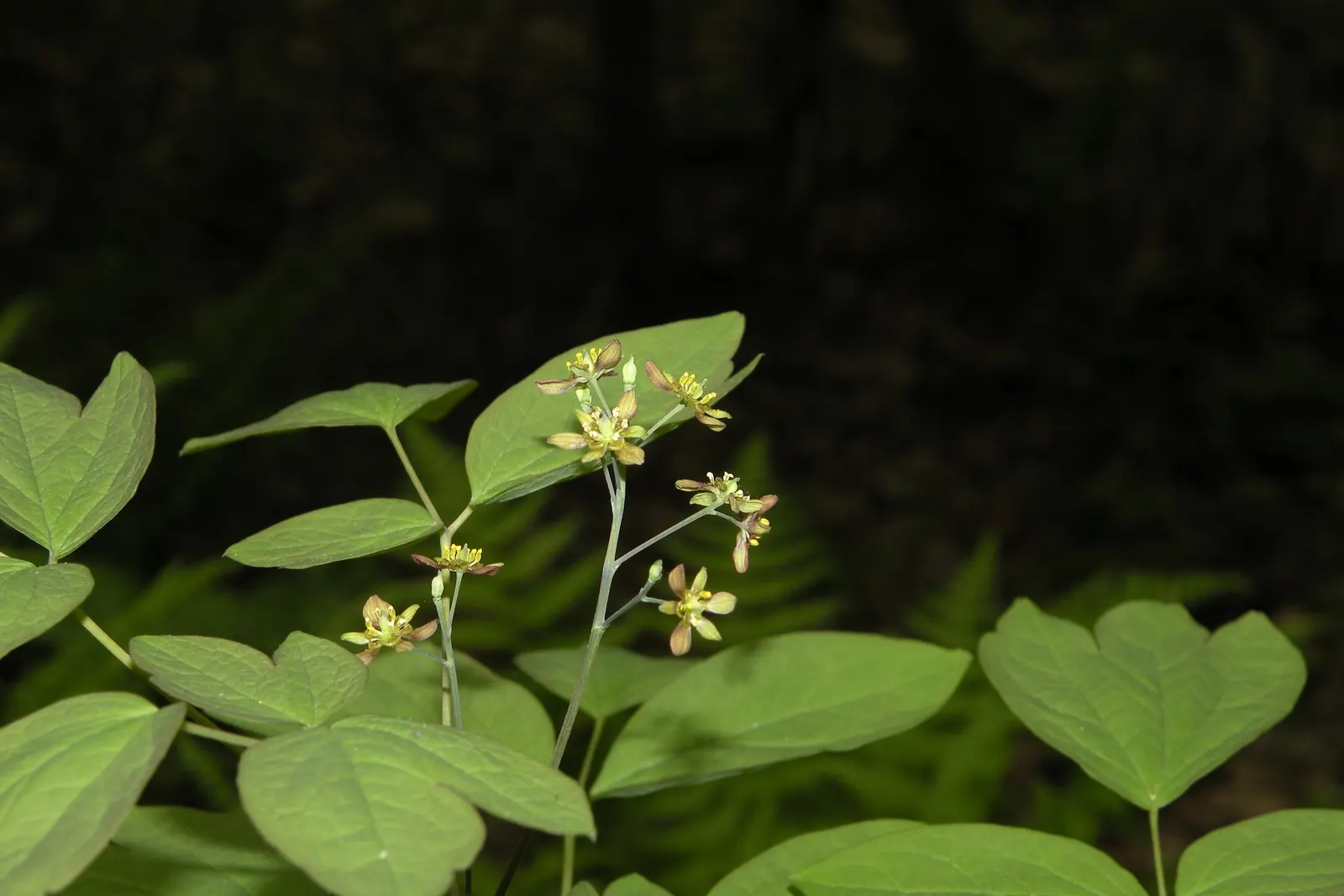 Blue Cohosh (Caulophyllum Thalictroides) — Blue Cohosh, Caulophyllum thalictroides, is a shade-loving perennial native to woodland areas; the plant boasts