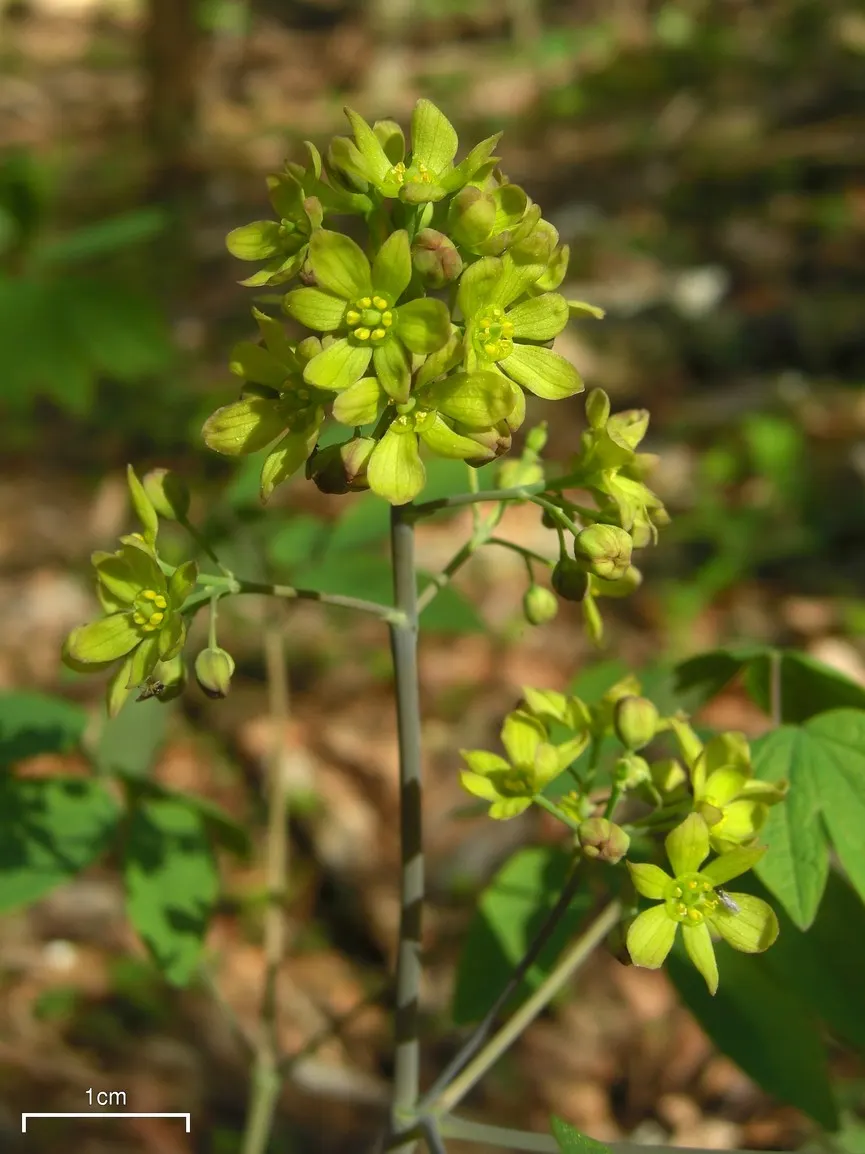 Blue Cohosh (Caulophyllum Thalictroides) — they give way to eye-catching; deep blue berries in late summer that stand out against the autumn-hued, image 62
