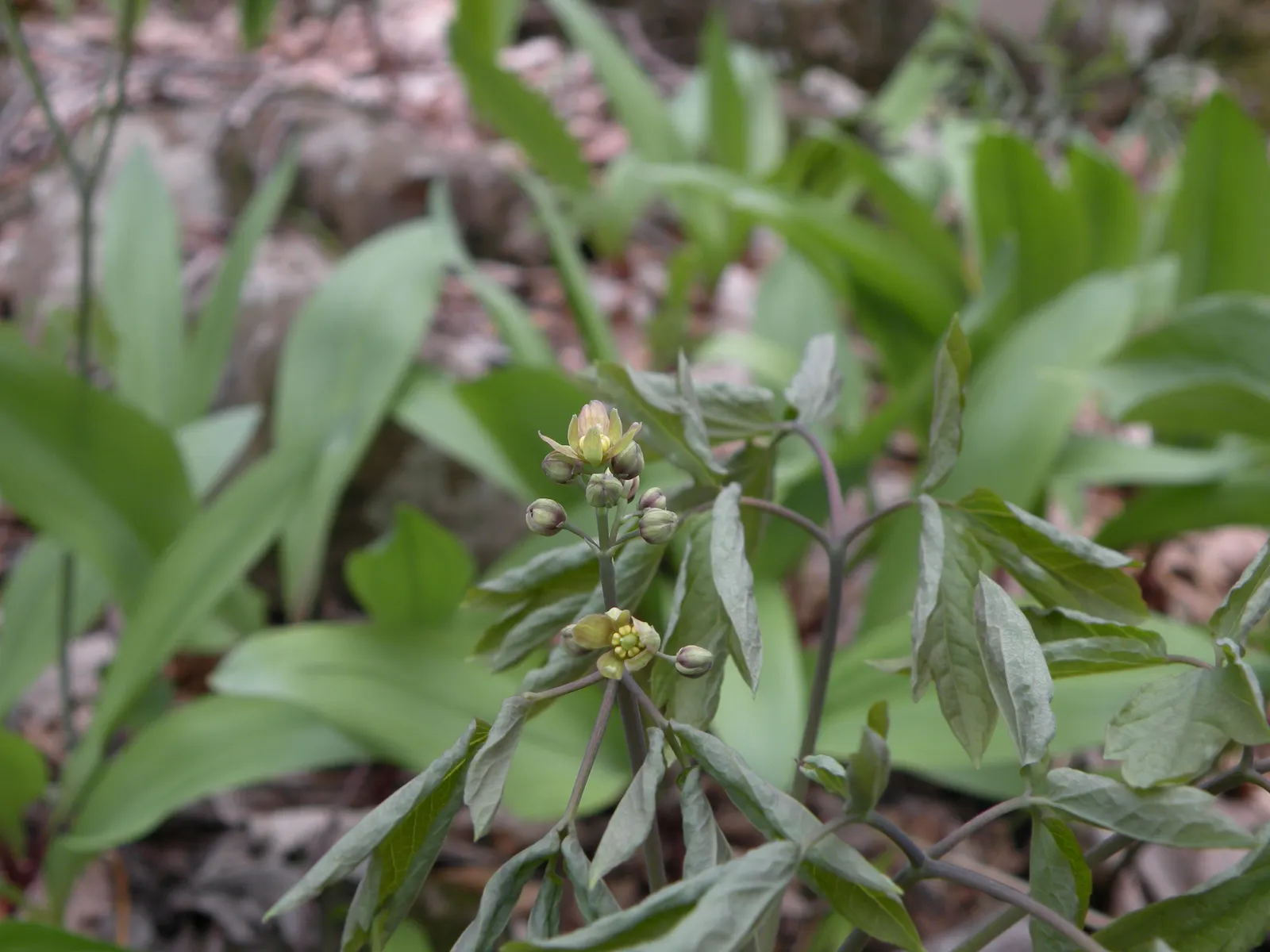 Blue Cohosh (Caulophyllum Thalictroides) — Although the blooms are somewhat inconspicuous; the leaves are biternate and compound