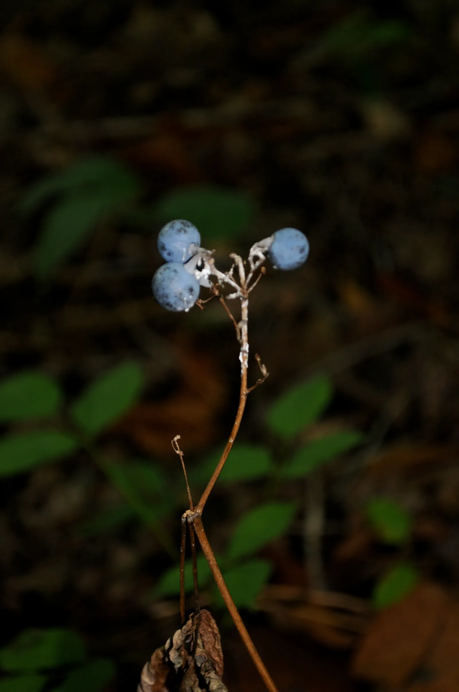 Blue Cohosh (Caulophyllum Thalictroides) — This species prefers well-draining, image 35