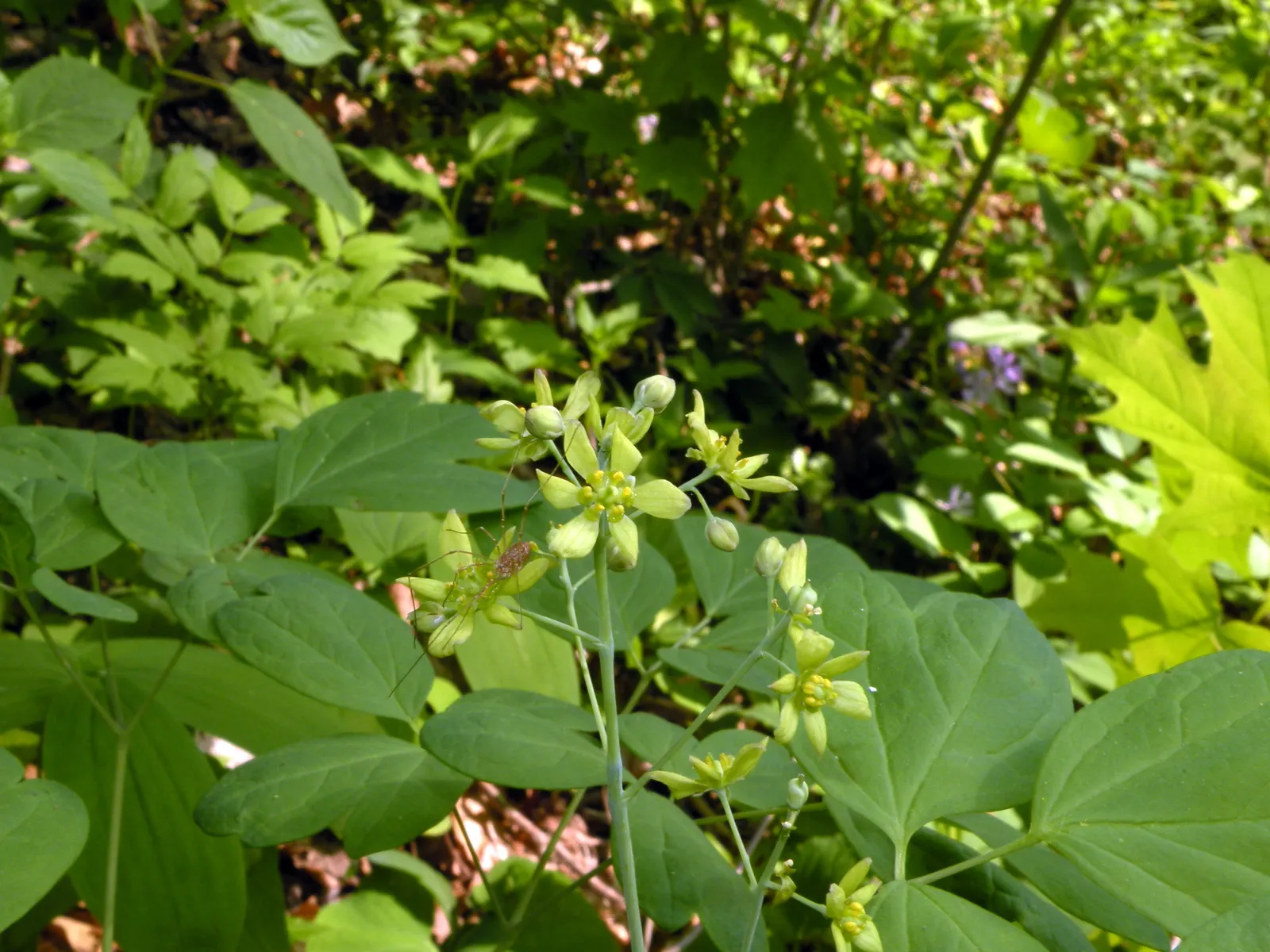 Blue Cohosh (Caulophyllum Thalictroides) — Blue Cohosh is perfectly suited for understory compositions in hardiness zones 3 through 8; attracting, image 78