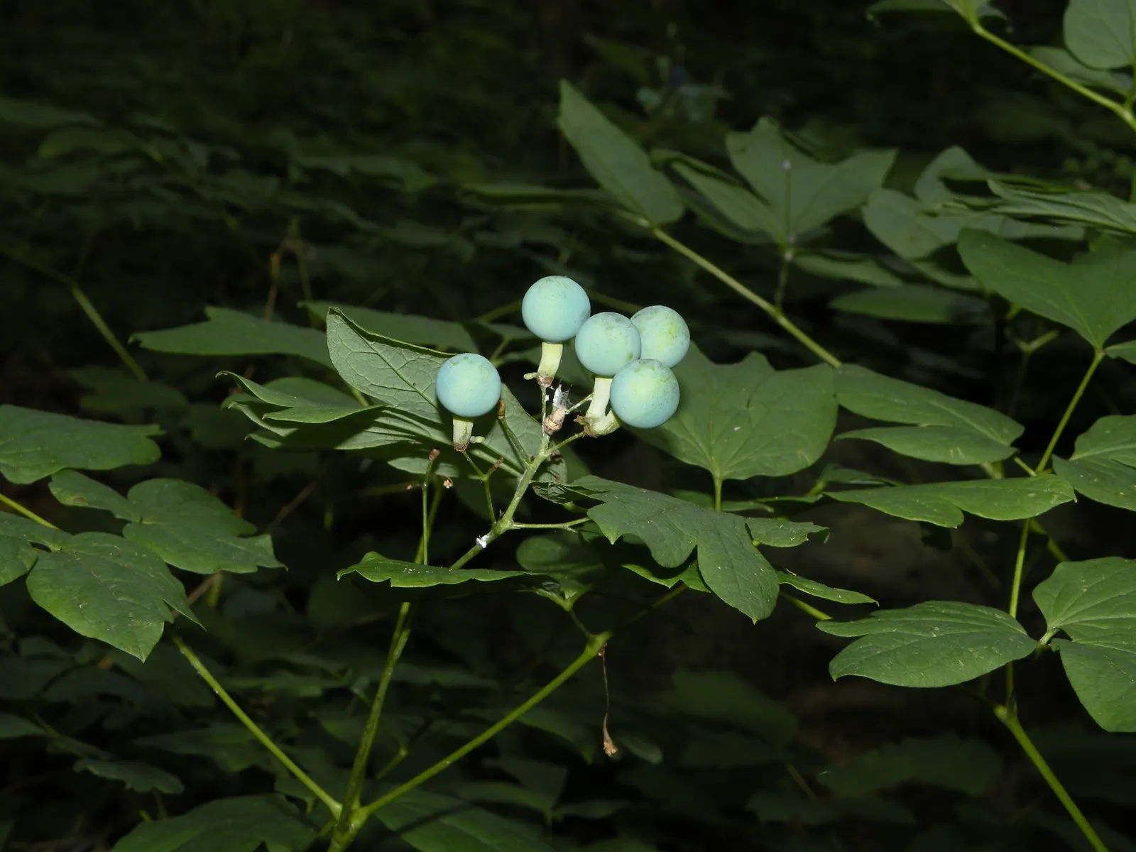 Blue Cohosh (Caulophyllum Thalictroides) — The leaves are biternate and compound