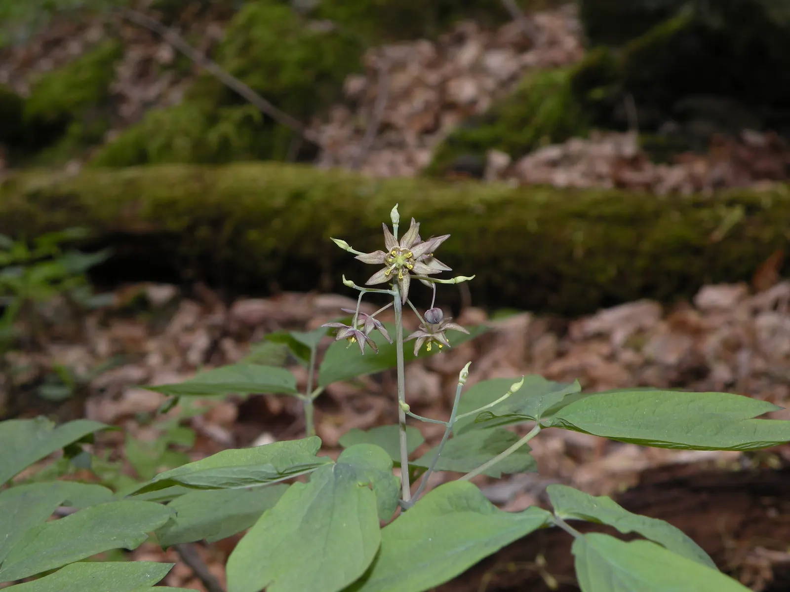 Blue Cohosh (Caulophyllum Thalictroides) — receiving protection from the harsh afternoon sun - an ideal choice for wooded areas or north-facing gardens