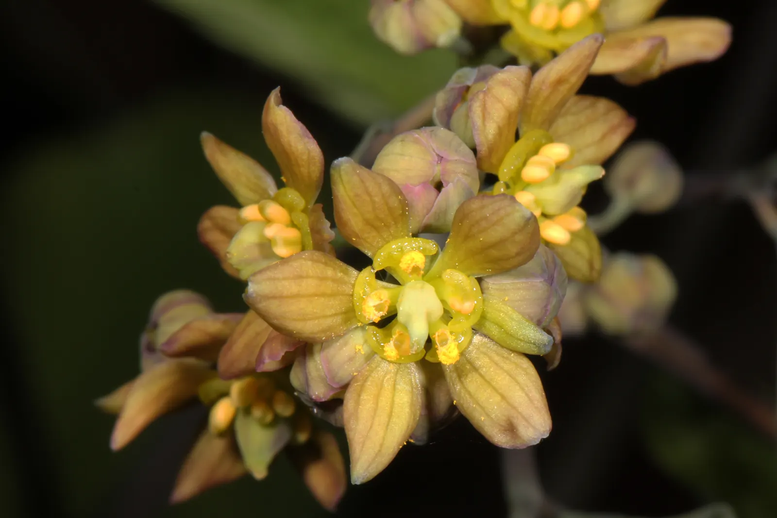 Blue Cohosh (Caulophyllum Thalictroides) — lacy blue-green foliage reaching up to 3 feet tall; emerging with a purplish tint in spring and maturing, image 48