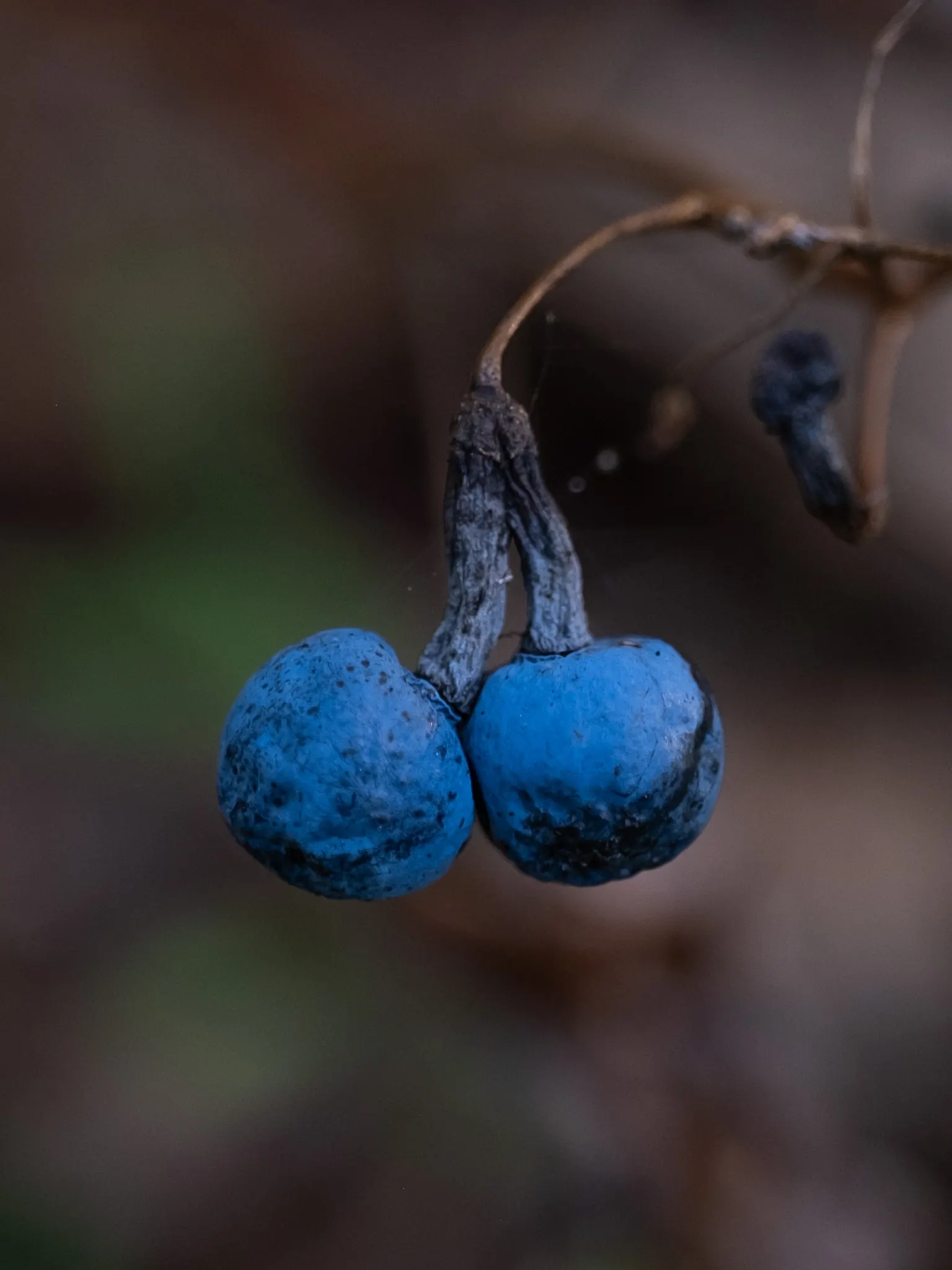 Blue Cohosh (Caulophyllum Thalictroides) — Blue Cohosh is perfectly suited for understory compositions in hardiness zones 3 through 8; attracting, image 55