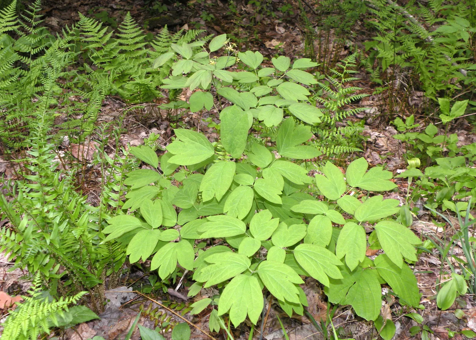 Blue Cohosh (Caulophyllum Thalictroides) — green and yellow flowers in the garden; scientifically named Caulophyllum thalictroides, image 67