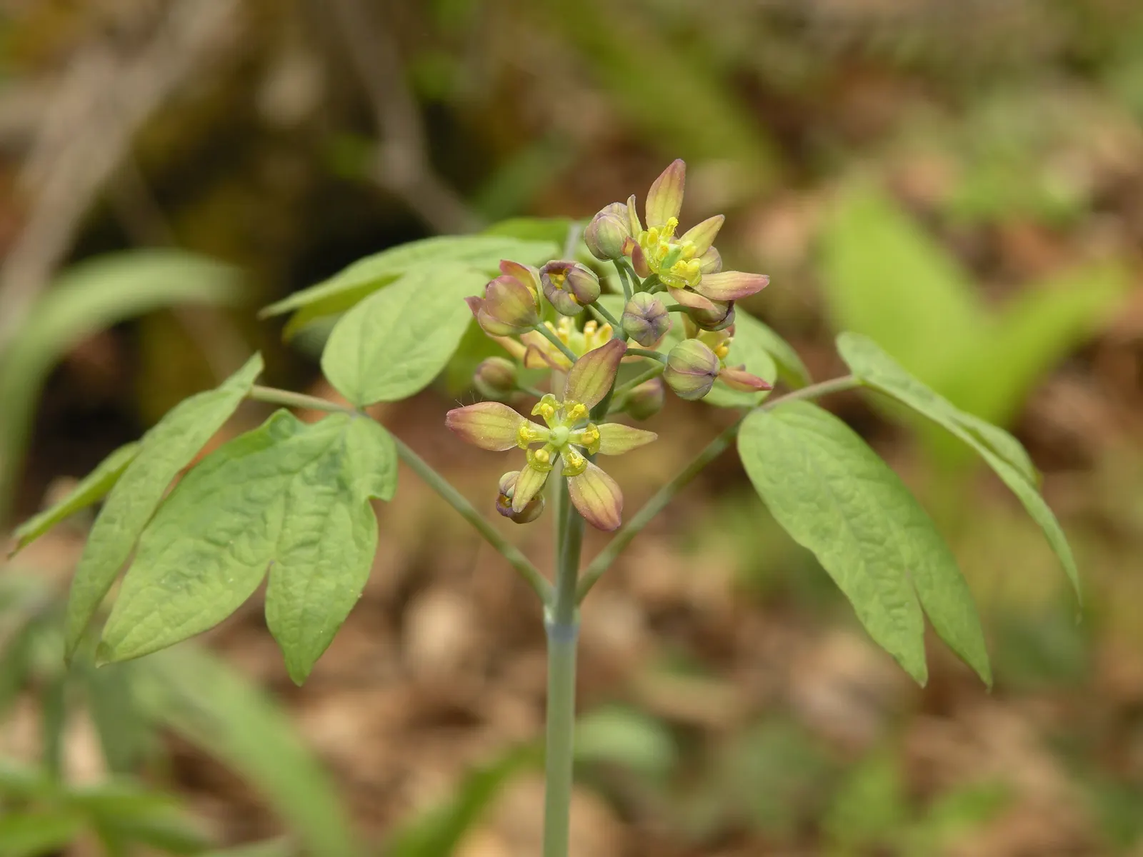 Blue Cohosh (Caulophyllum Thalictroides) — they give way to eye-catching