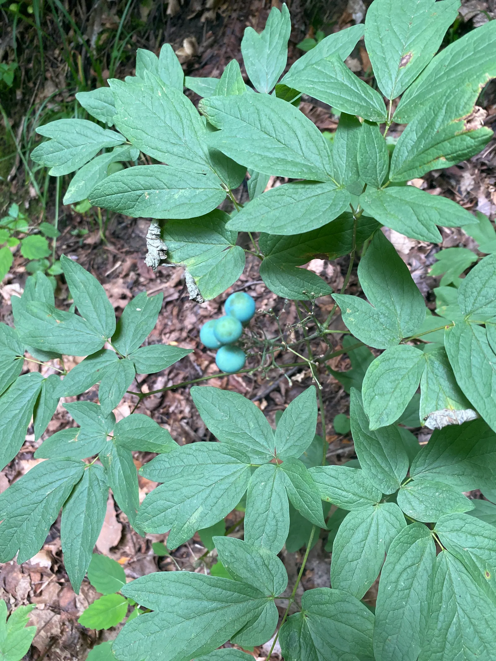 Blue Cohosh (Caulophyllum Thalictroides) — The plant boasts blueberry-like seeds in late summer, adding interest; lacy blue-green foliage reaching, image 50
