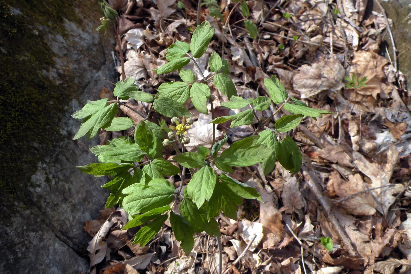 Blue Cohosh (Caulophyllum Thalictroides) — The plant boasts blueberry-like seeds in late summer, adding interest; lacy blue-green foliage reaching, image 73
